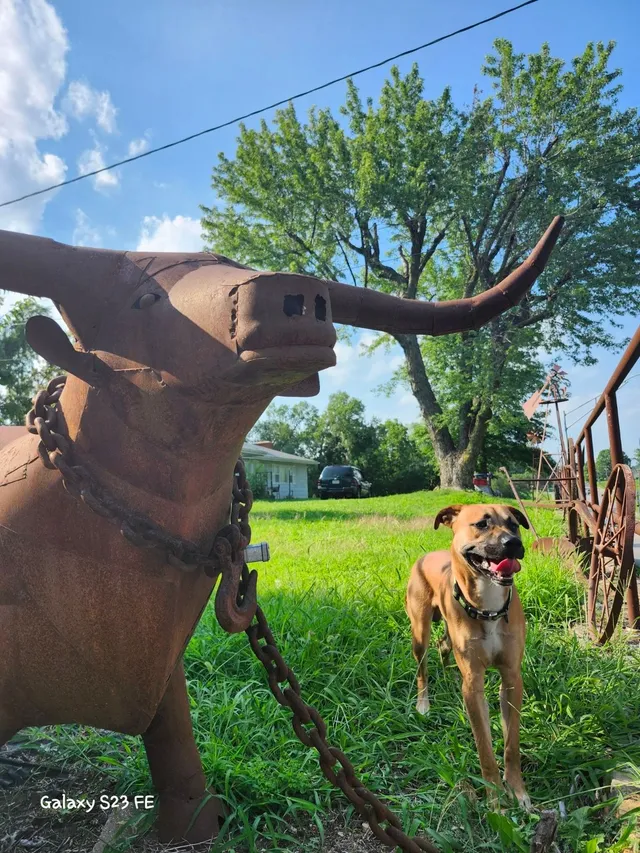 DOGeiiii - Northwest Garret Drive, Blue Springs