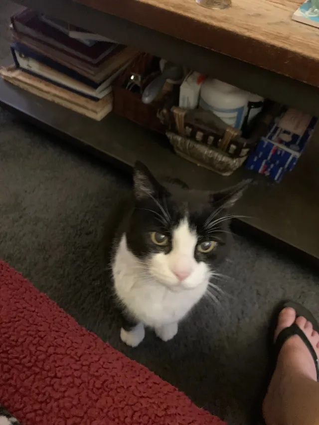 Sissy “nickname is Chubs” - 465 Almondtree Cir, Oakley