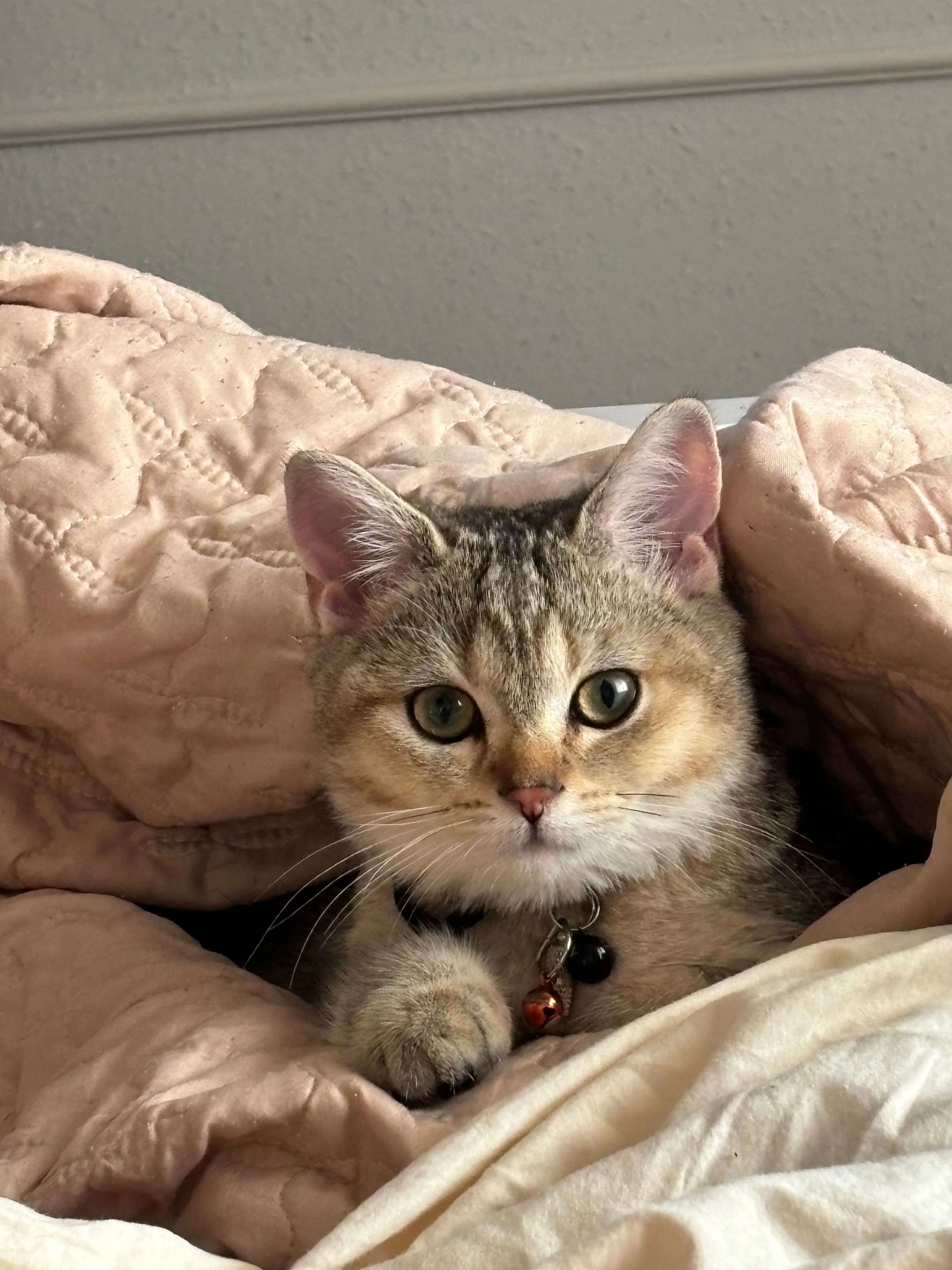 bandit - Baan Dusit Pattaya, Bang Lamung