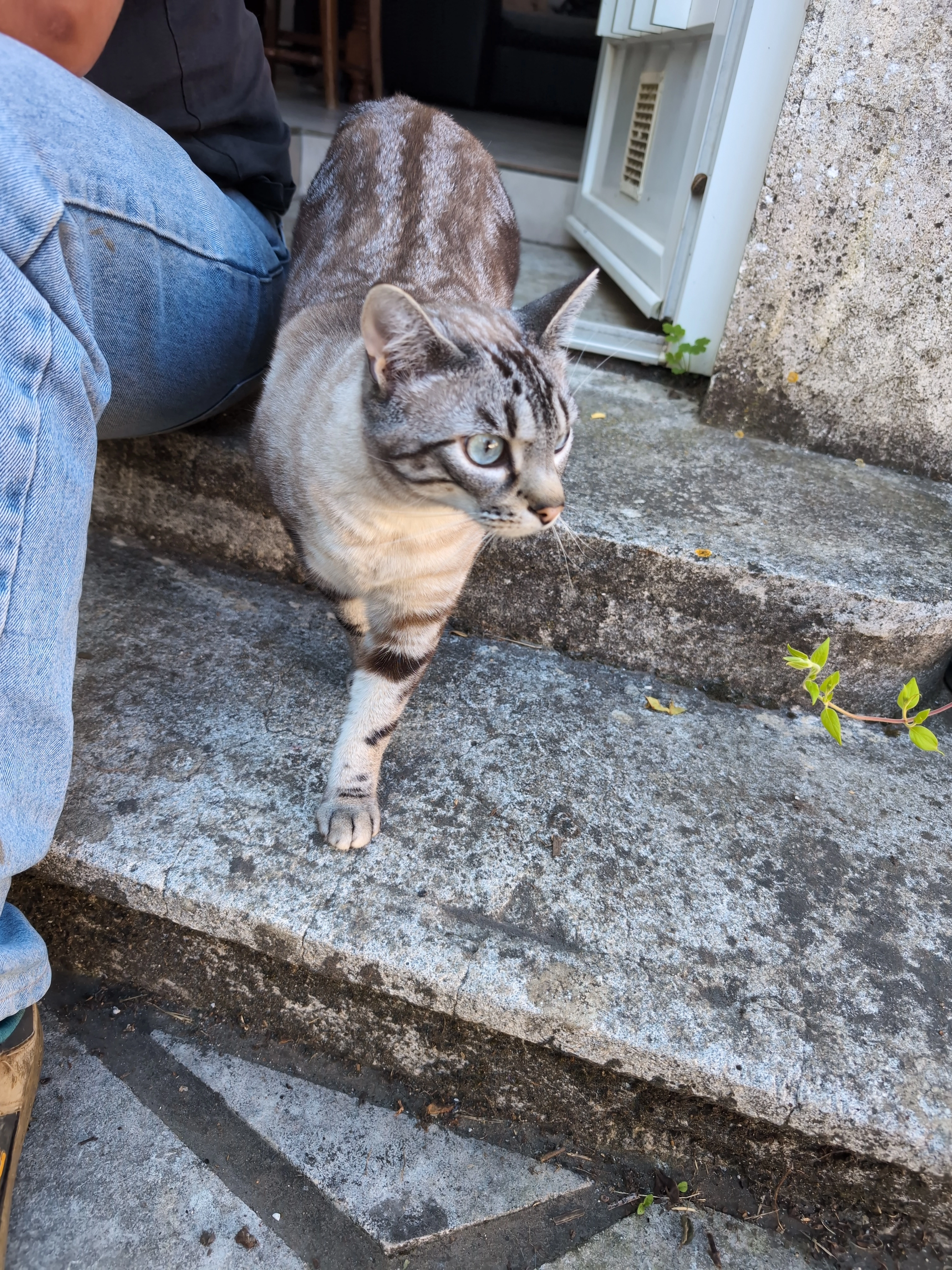 Pixou - 18 Route du jonco, La Couronne