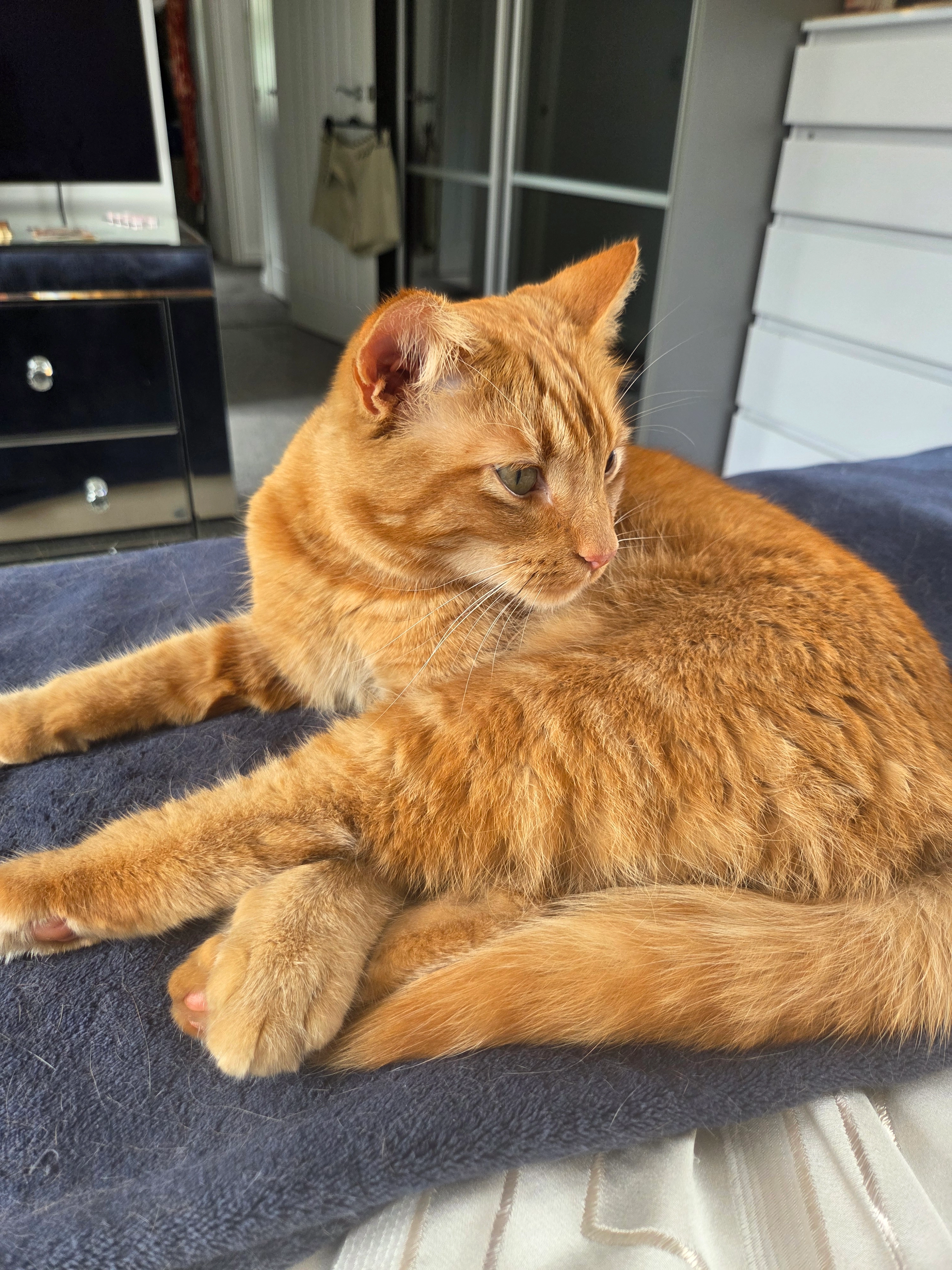 Leo - Lessing Lane, Pevensey