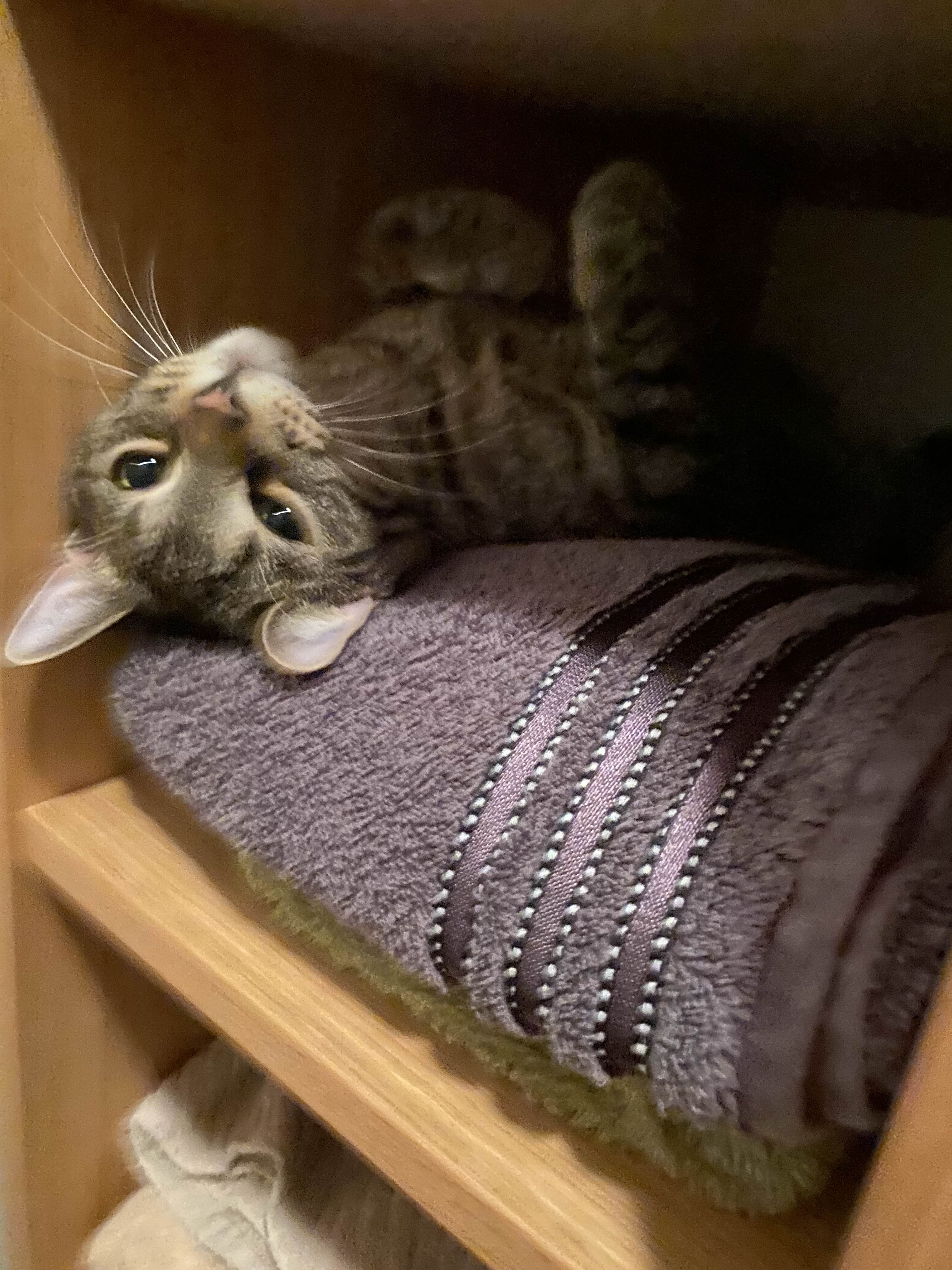 Mimi - Krausentaler Weg, Nemsdorf-Göhrendorf