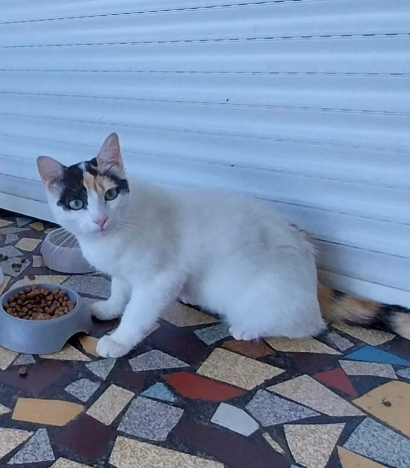 Minnie - 655 Avenue Aristide Briand, Labastide-Saint-Pierre