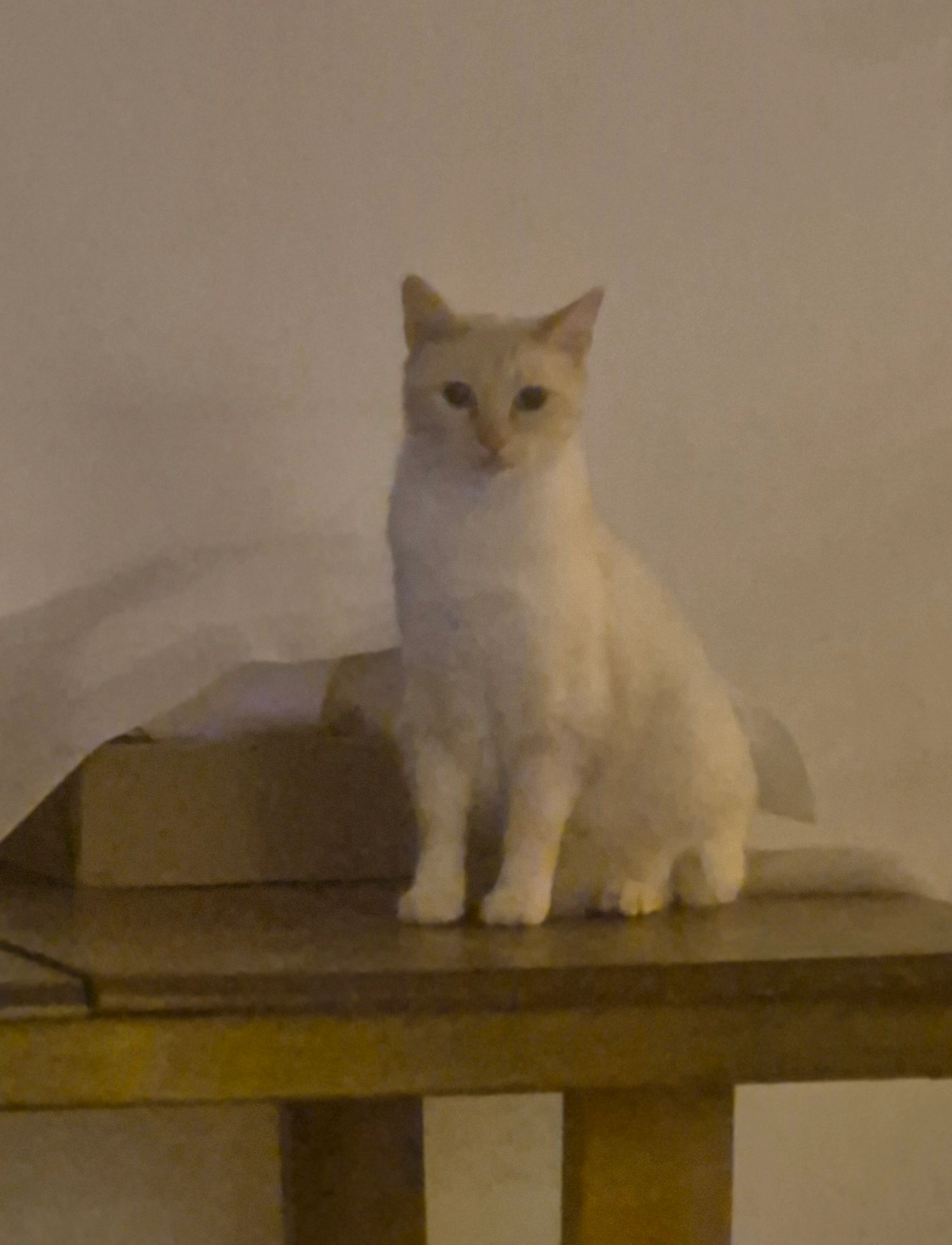 ORUS - La Languedocienne, Marguerittes