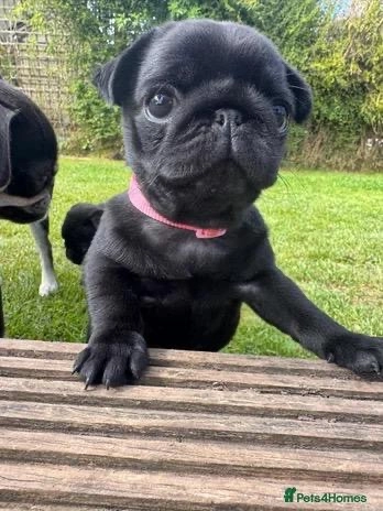 Minnie  - Rose Farm, Canterbury