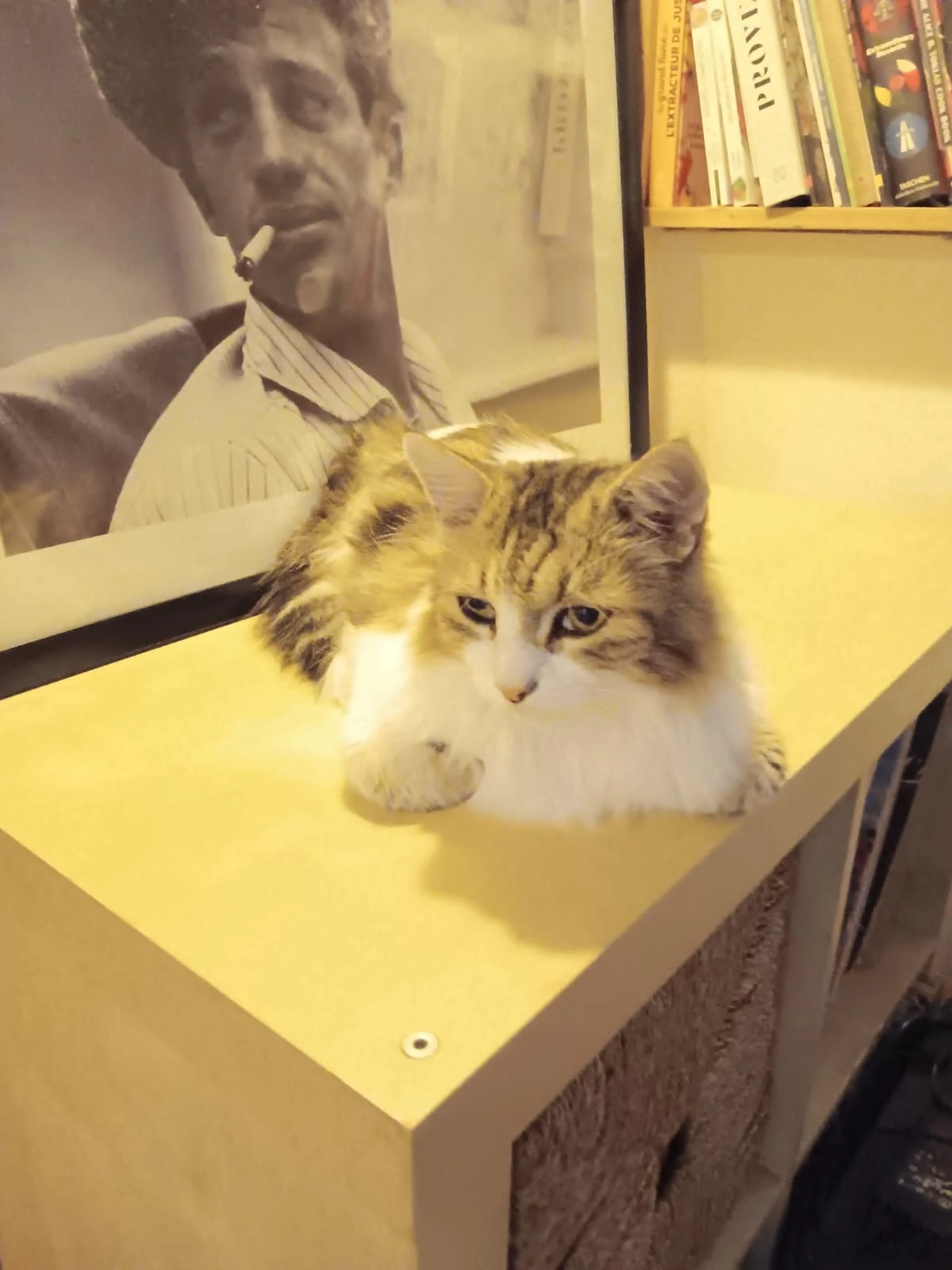 FLUFFY - 446 Avenue Raspail, Beaumes-de-Venise