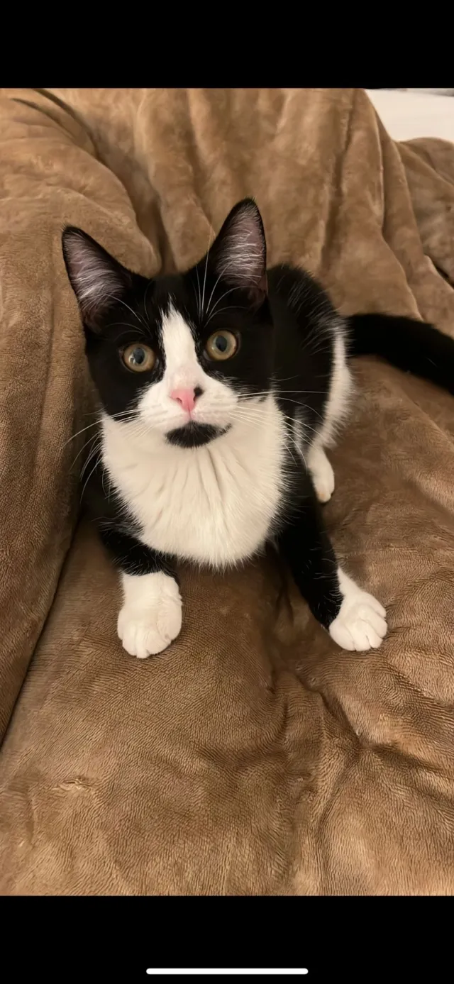 Mimi - Lysander Grove, London