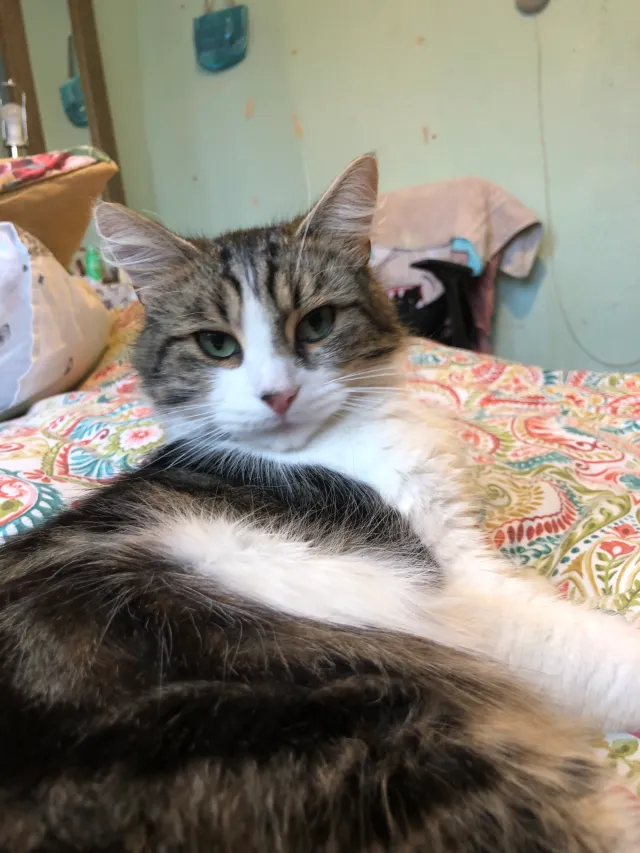 Teddy - Farfield Avenue, Pudsey