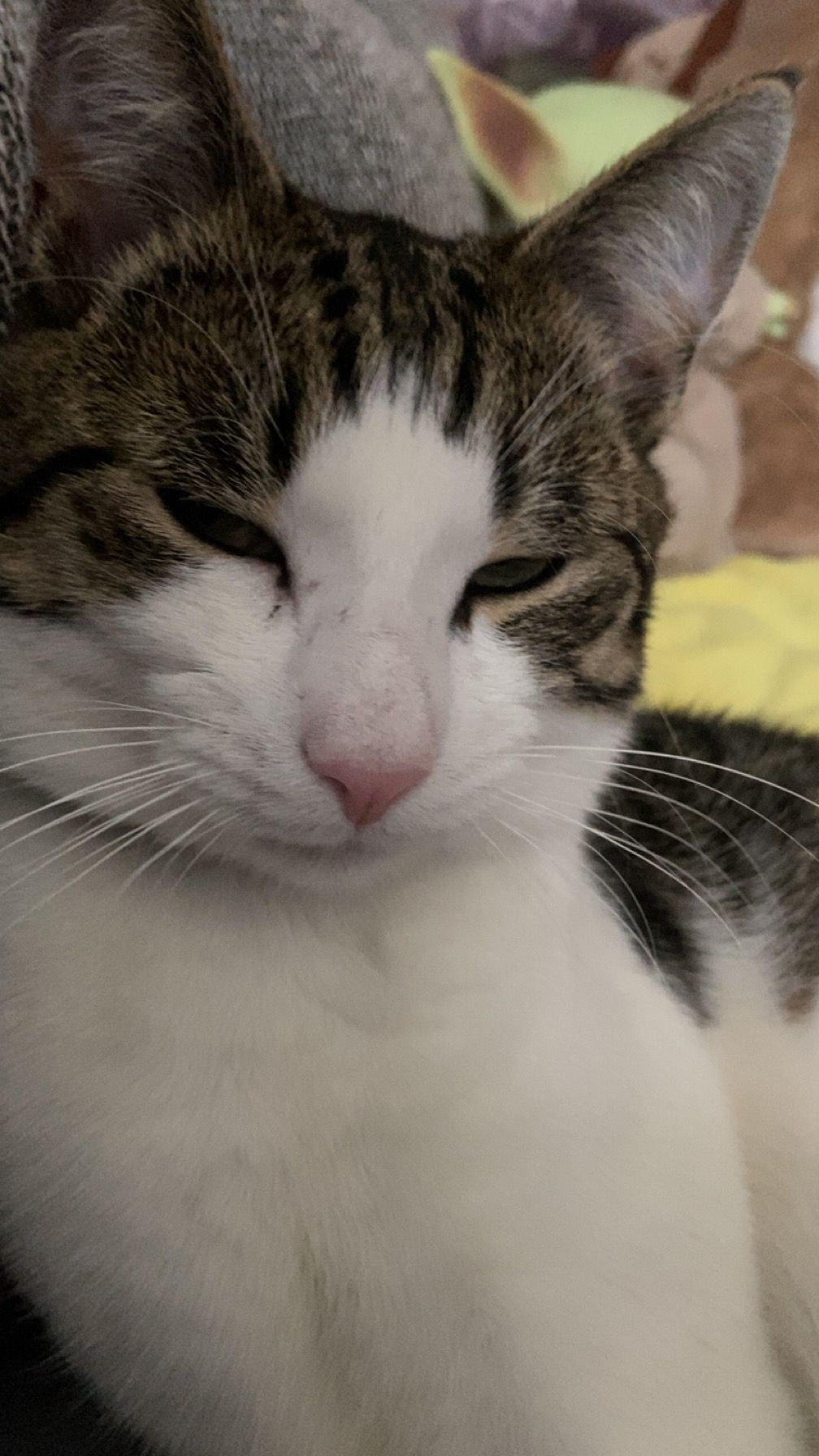 Findus hört aber mehr auf mukkie - Hans-Carstens-Weg, Tönning