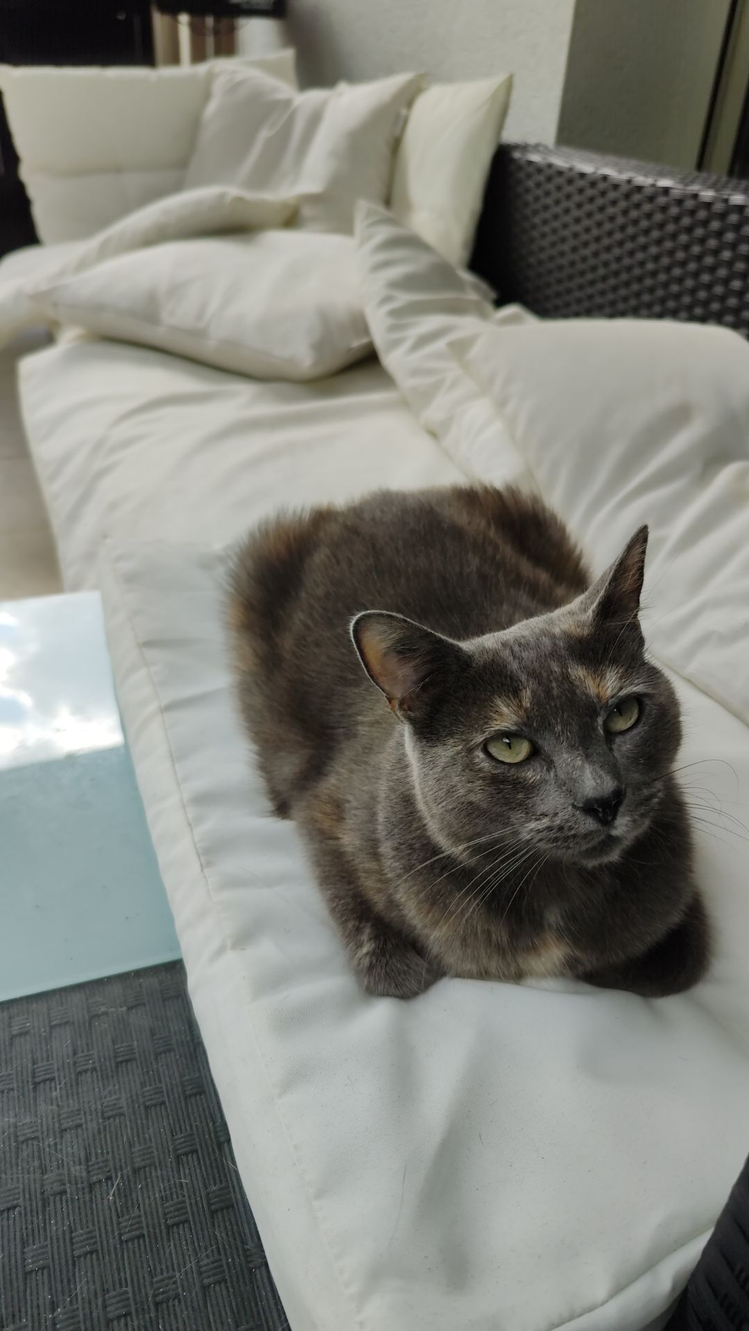 Raya - Avenue Haize Hegoa, Ciboure