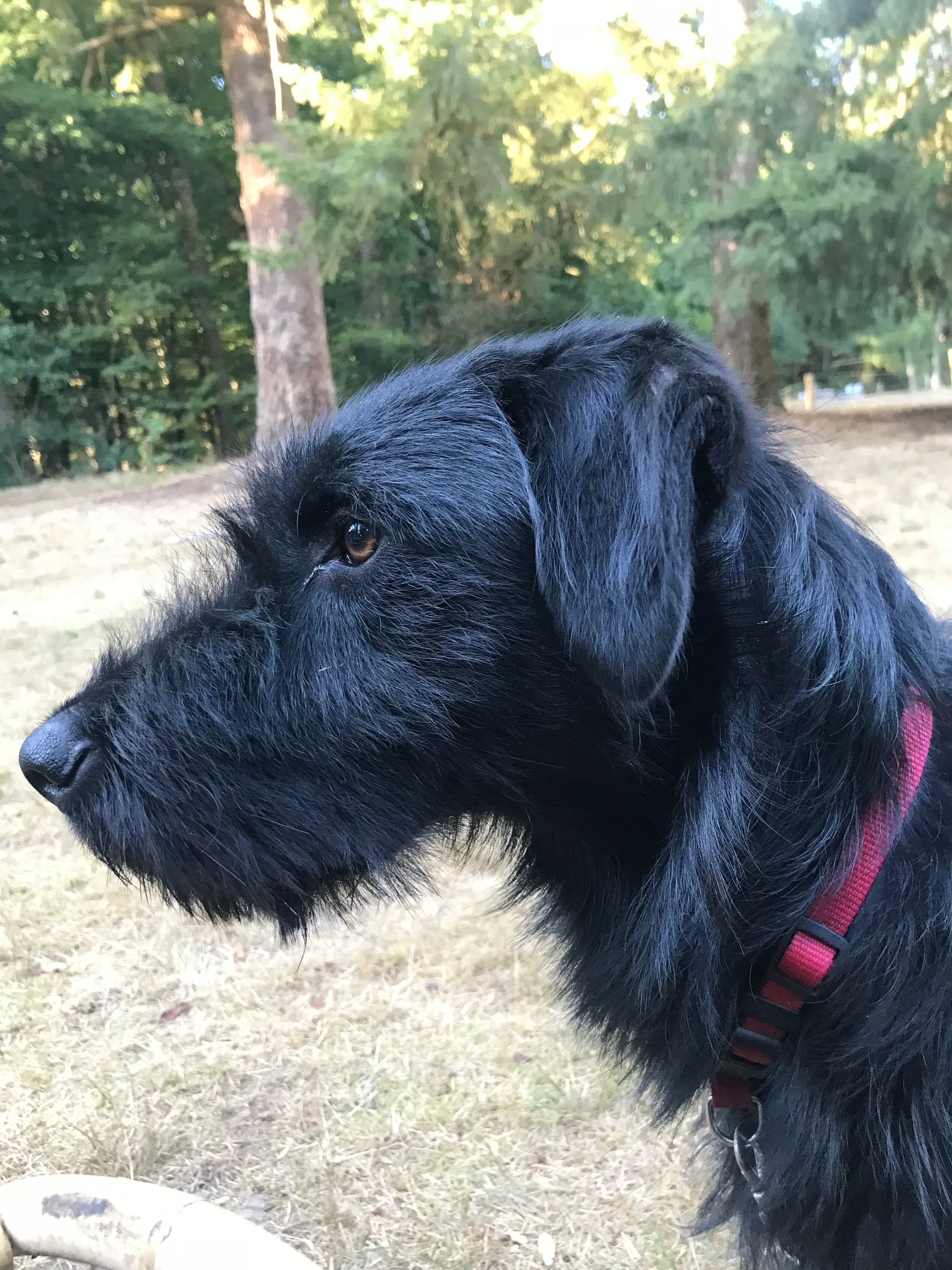Bibi - Oude Bornhof, Zutphen