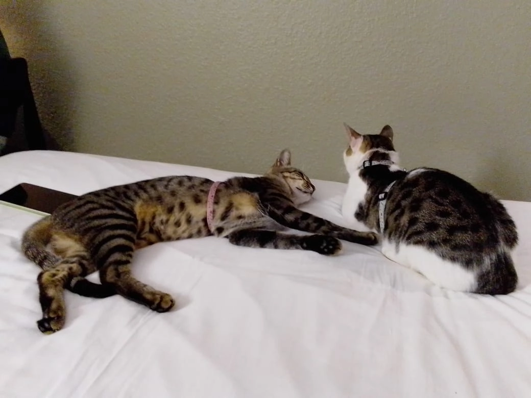 Blue - 38 Rue d'Uckange, Fameck