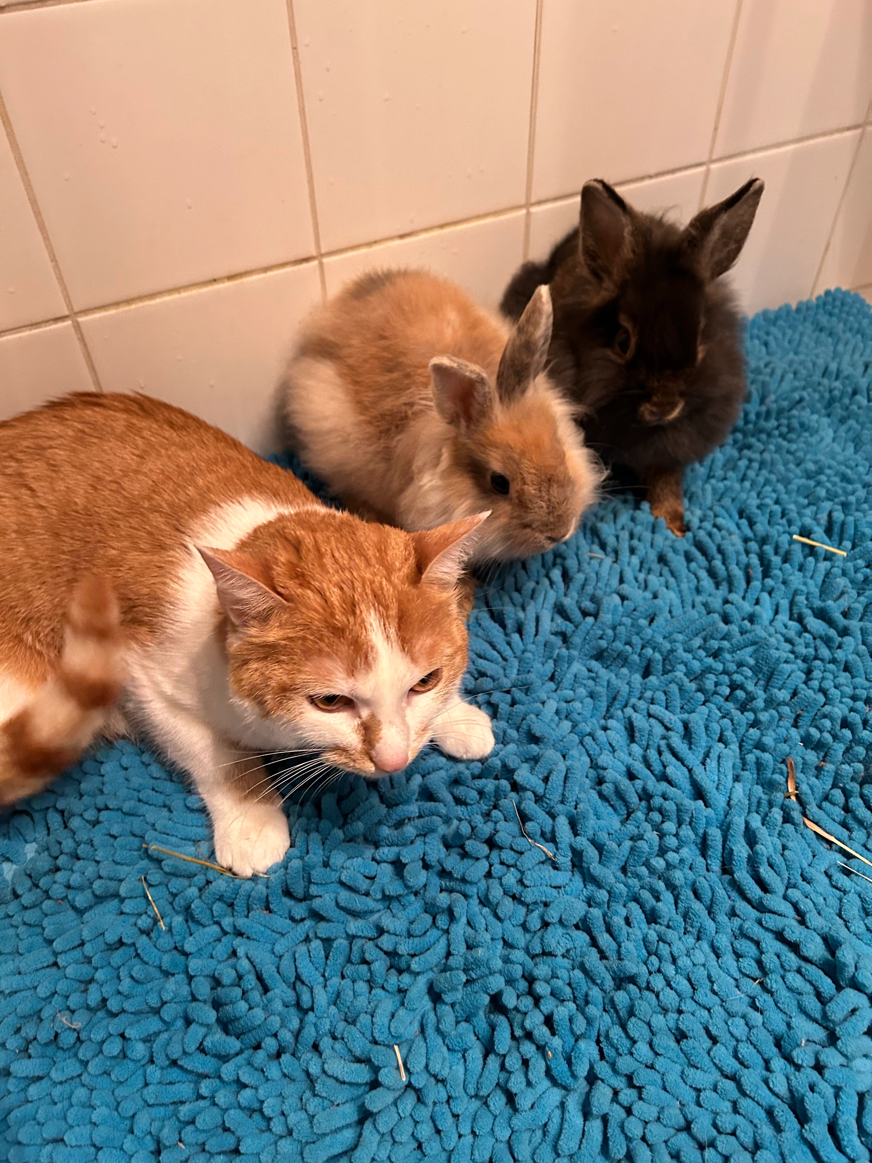 Kylie  - 6410, Telfs