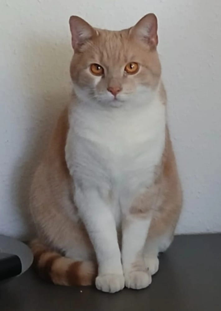 catnip - Fallnhauserhofstraße, Hallein