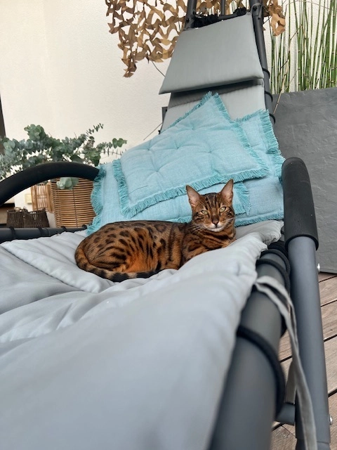 YUZU - Rue des Coquelicots, Wiwersheim