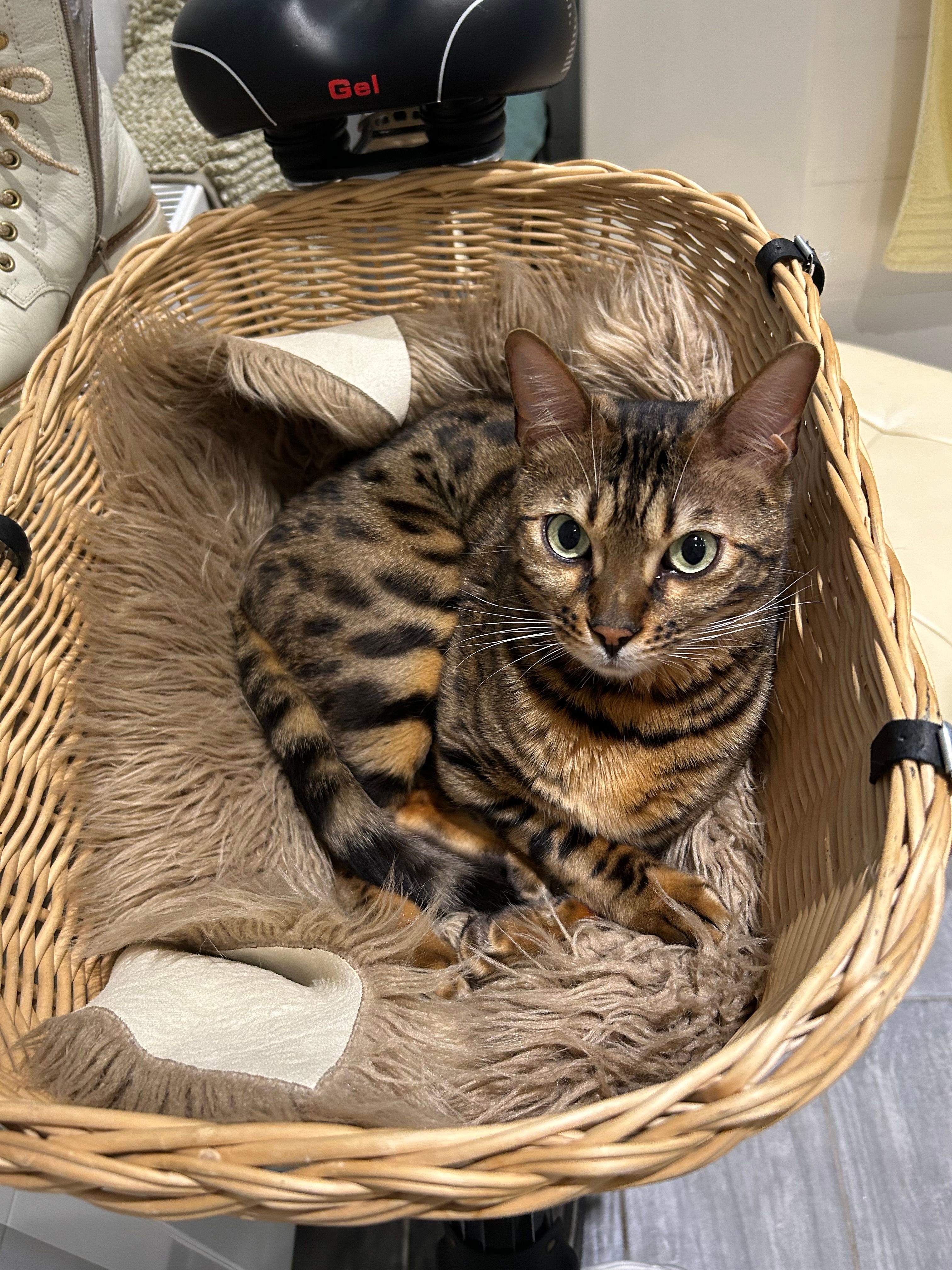 Pimpuch - Deichstraße, Fürstenau