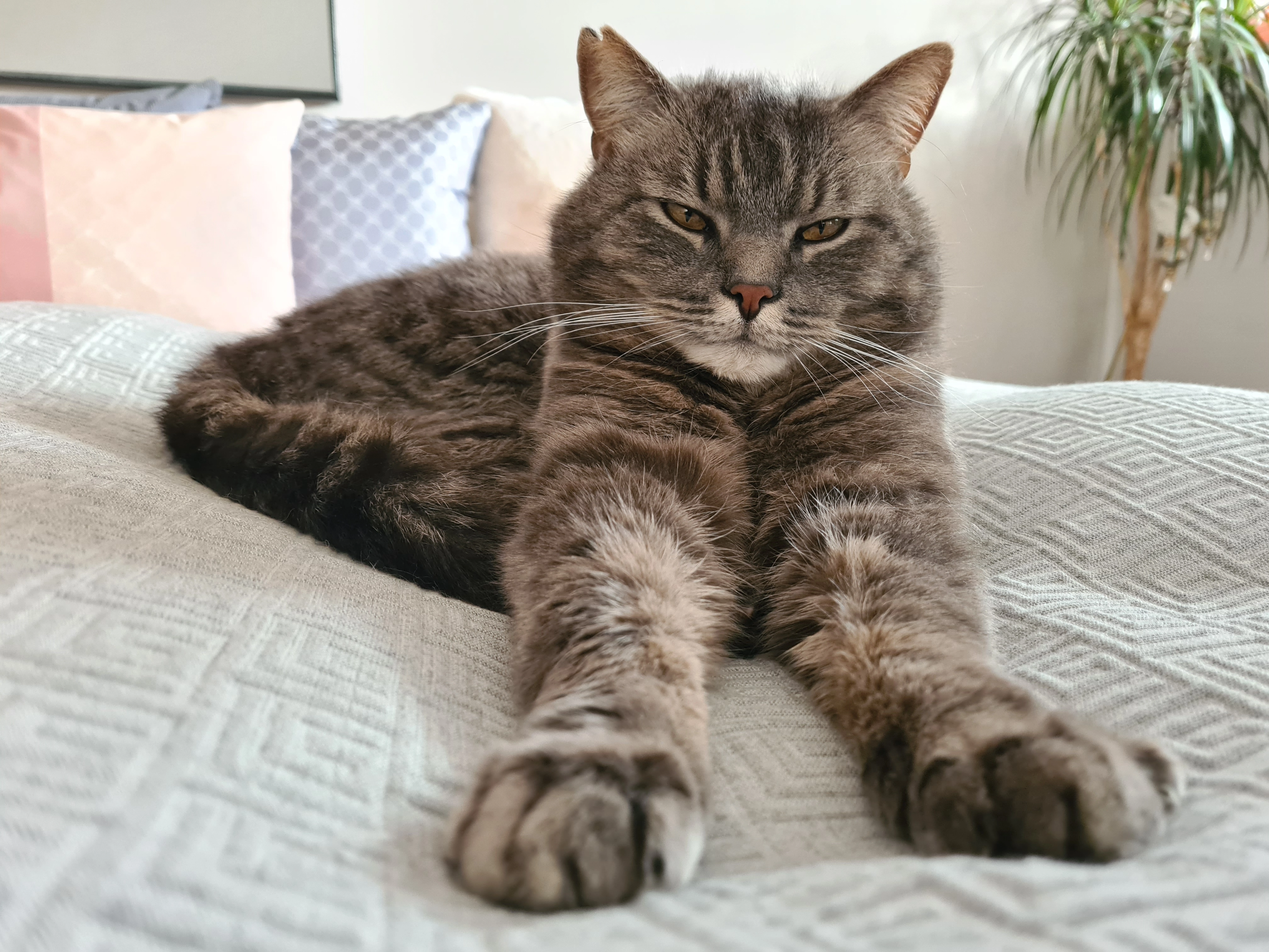 Findus - Steinkopfstraße, Wiesbaden