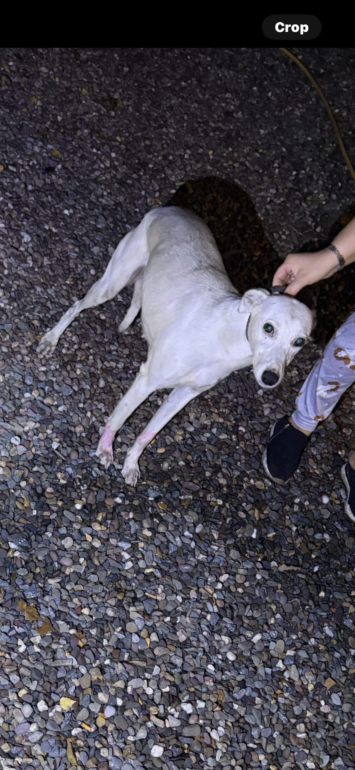 Lucy - SY4 4, Shrewsbury