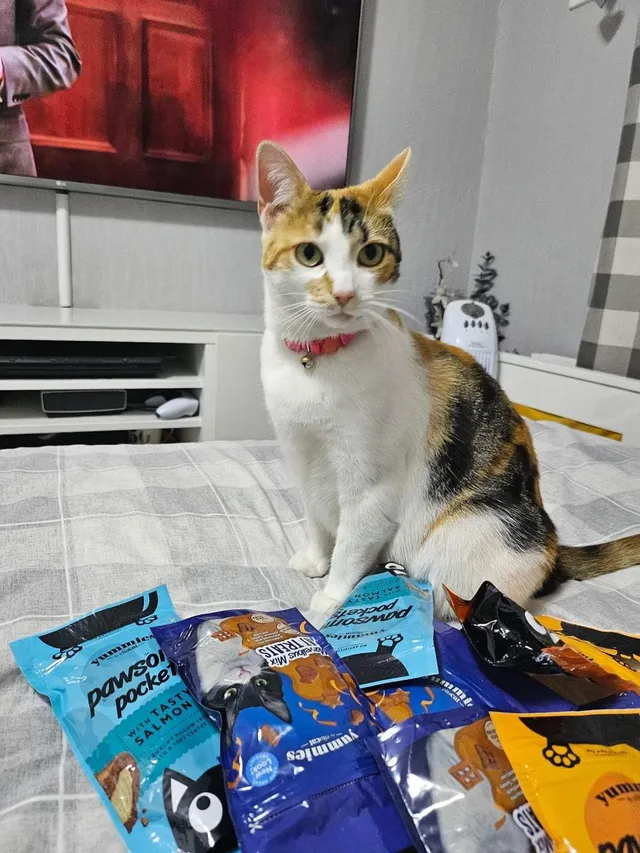 Marmalade  - Abingdon Road, Wolverhampton