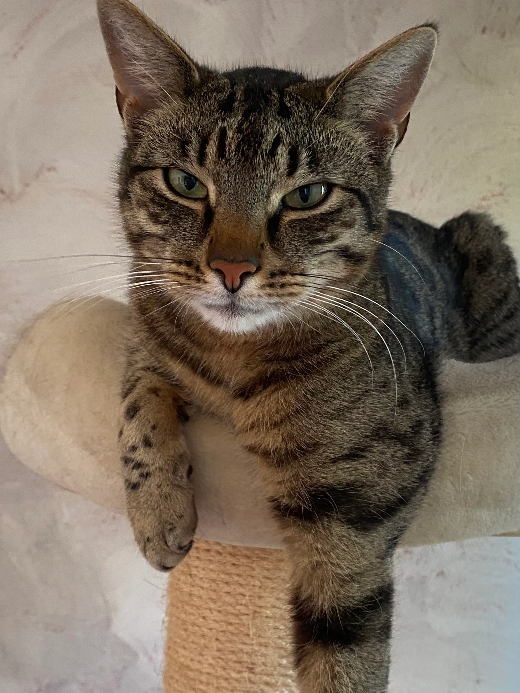 Gustav - Akazienweg, Springe