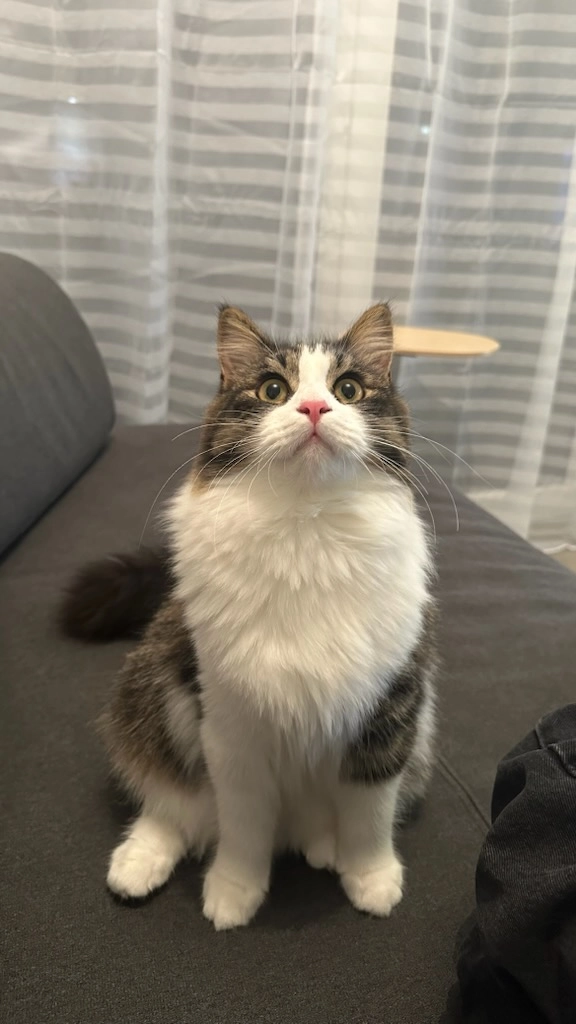 Willow  - Rue des Granges, La Tour-de-Salvagny