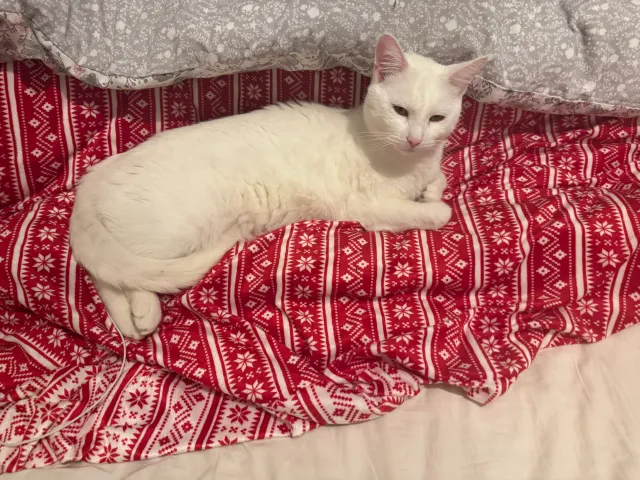 Casper - Ellis Avenue, Slough