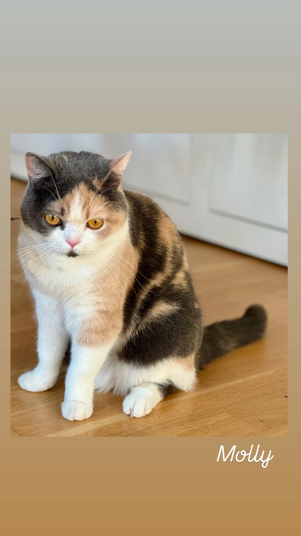 Molly - Claramattweg 1, Basel