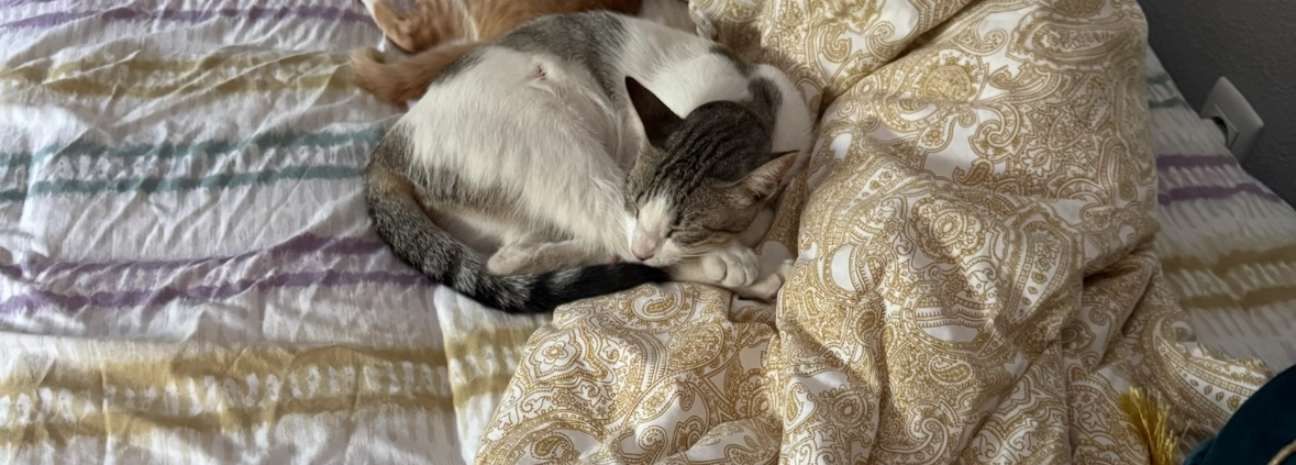 Roberta - Calle El Pino, Murcia