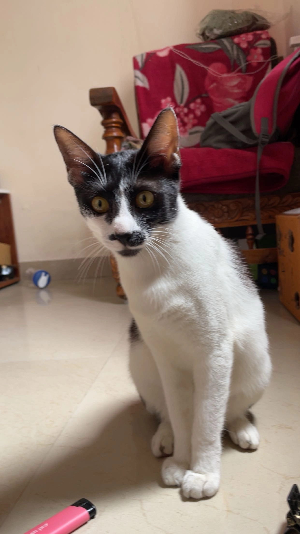 Mary  - 8th Main Road, Bengaluru