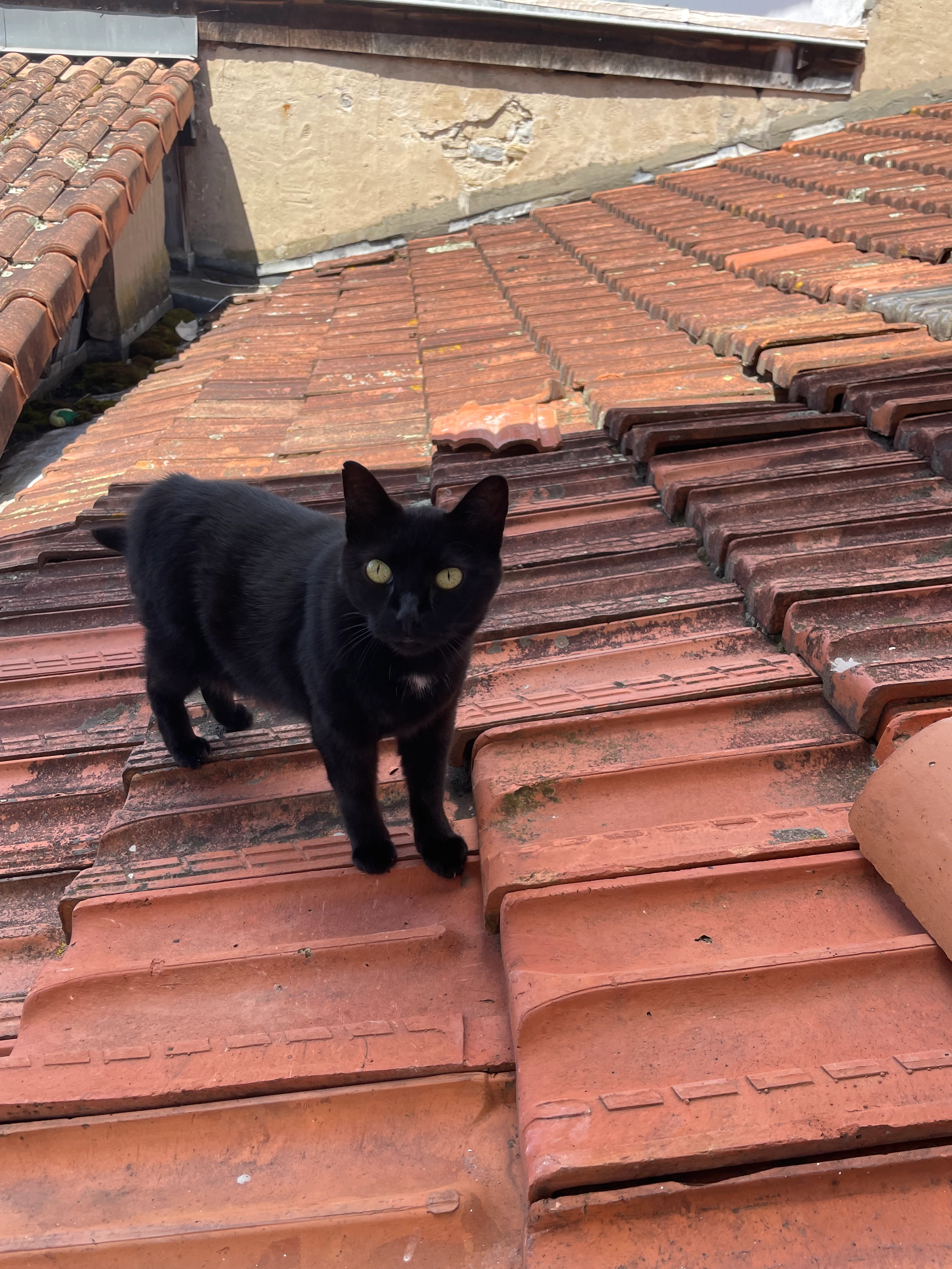 Nala - Avenue Georges Clemenceau, Dax