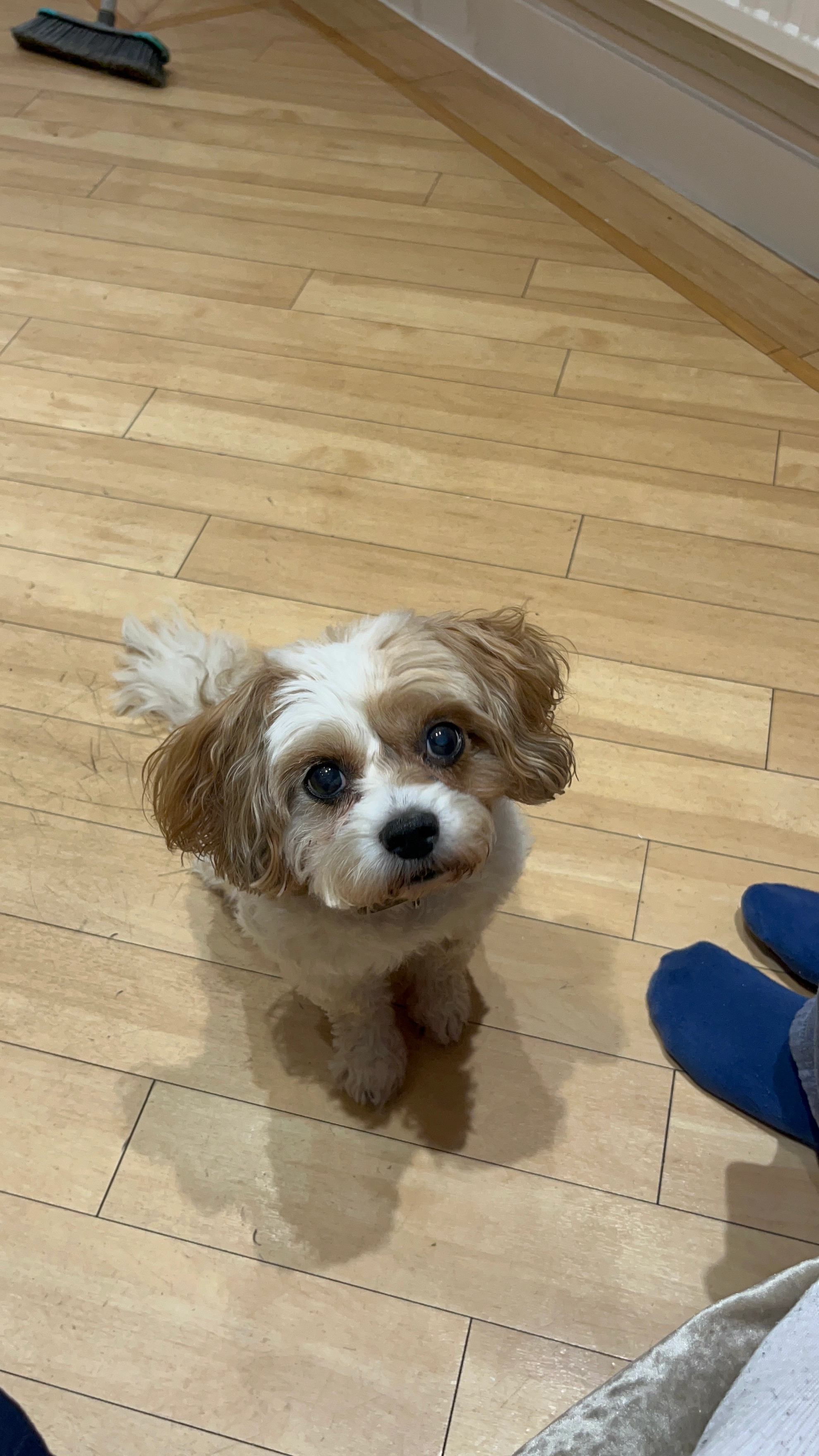 Leo - B48 7, Birmingham