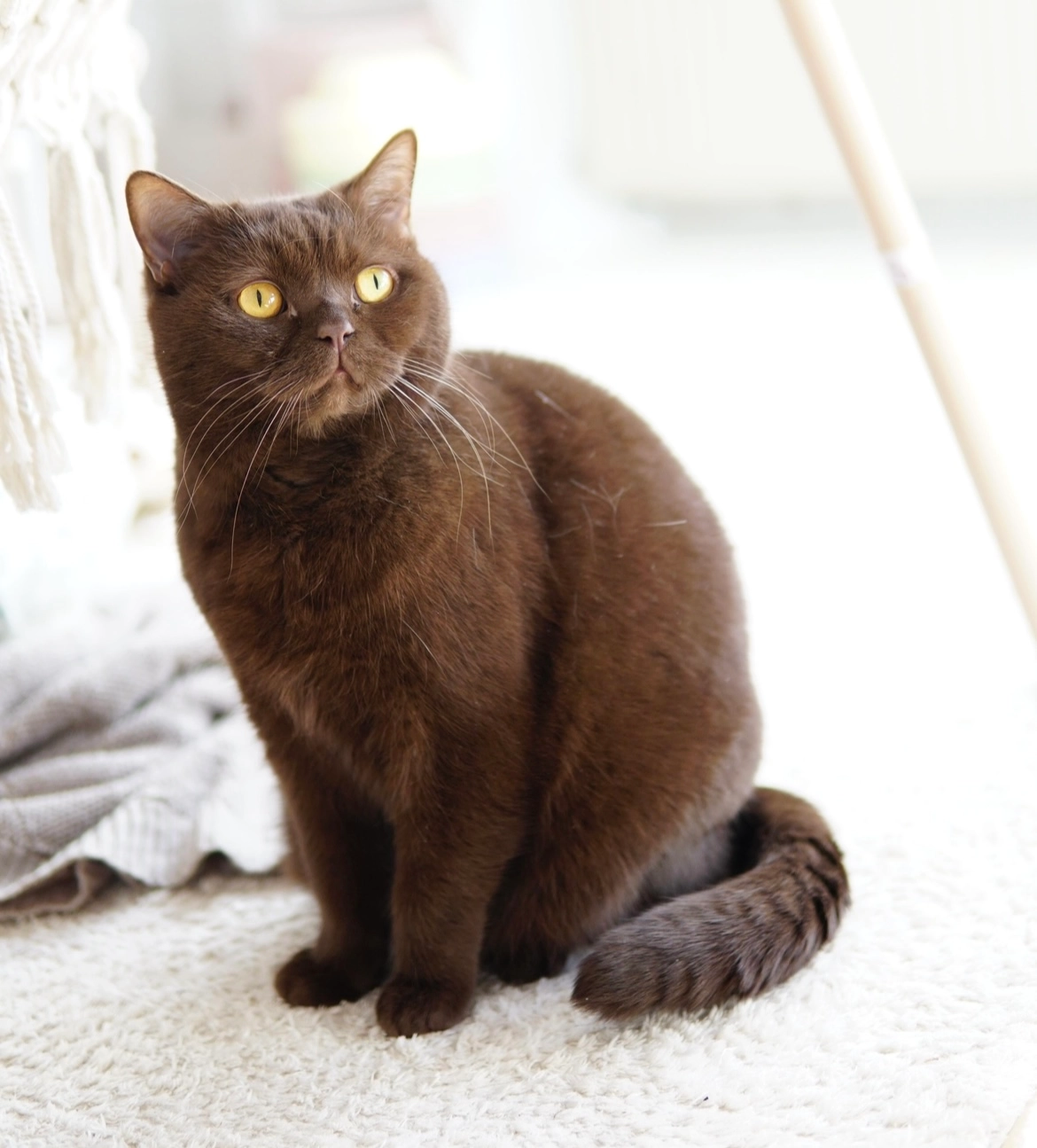 Gizmo - Falkenburger Straße, Bad Segeberg