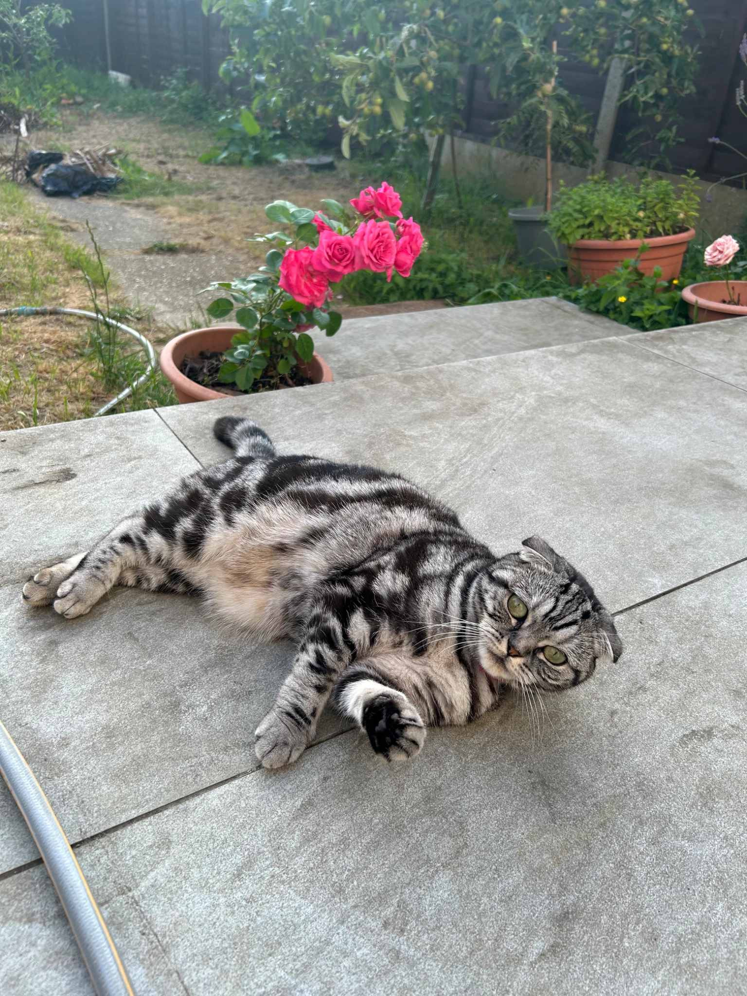 Boba - Harberts Road, Harlow