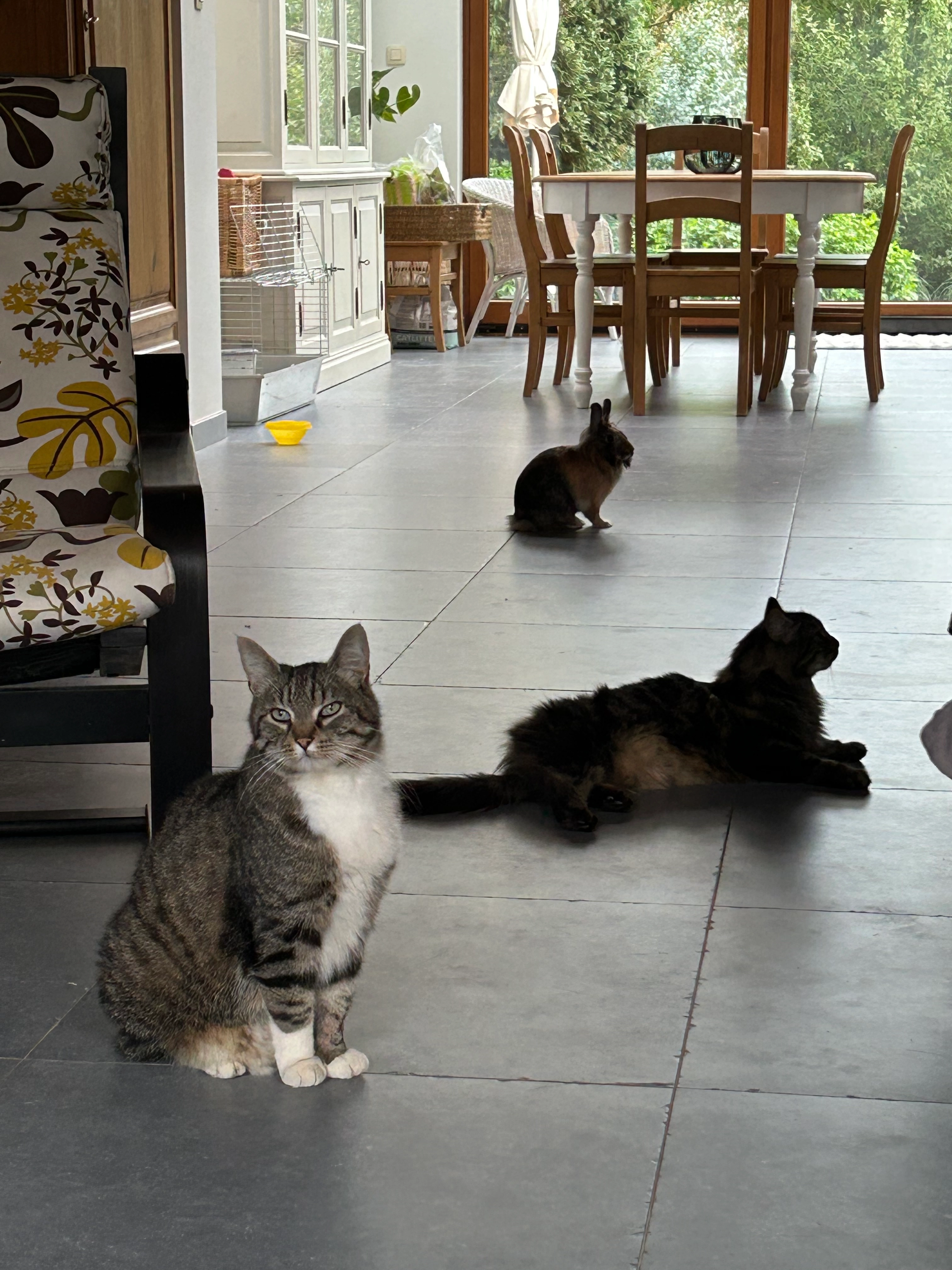 César  - Rue de l'Eglise, Waterloo