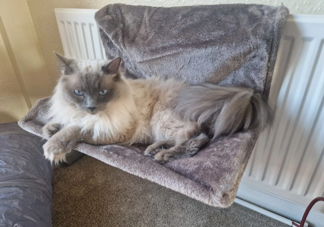 Lilly - Clotherholme Road, Ripon