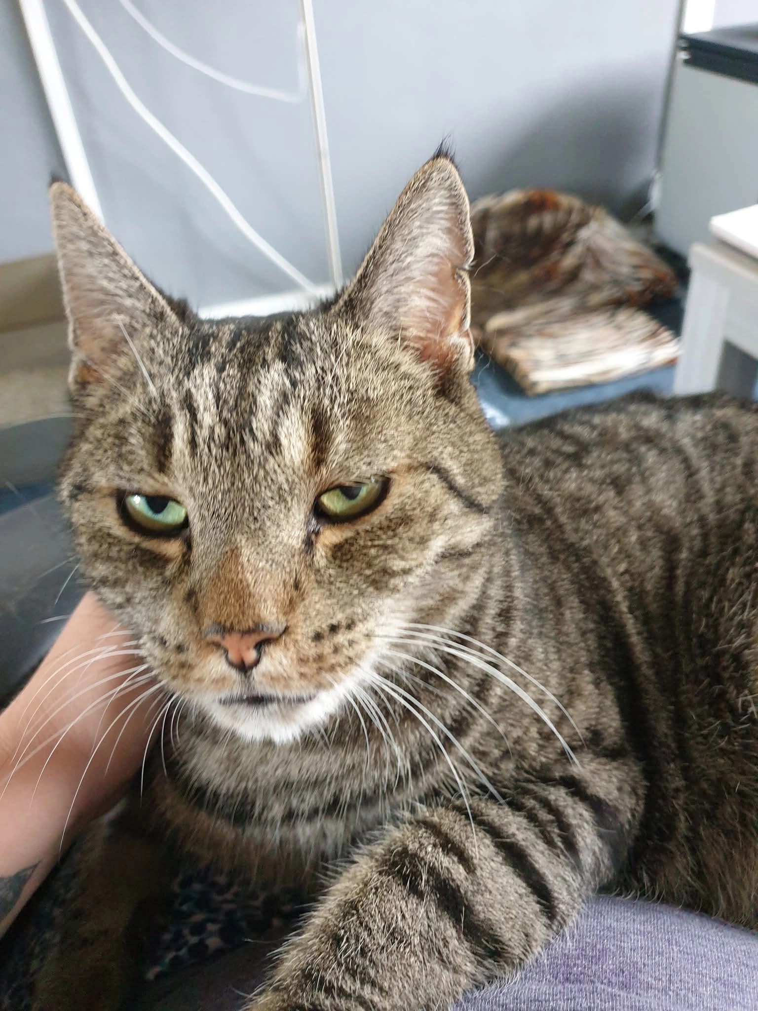 Stripe of Streepje - Willem de Clercqstraat, Enschede