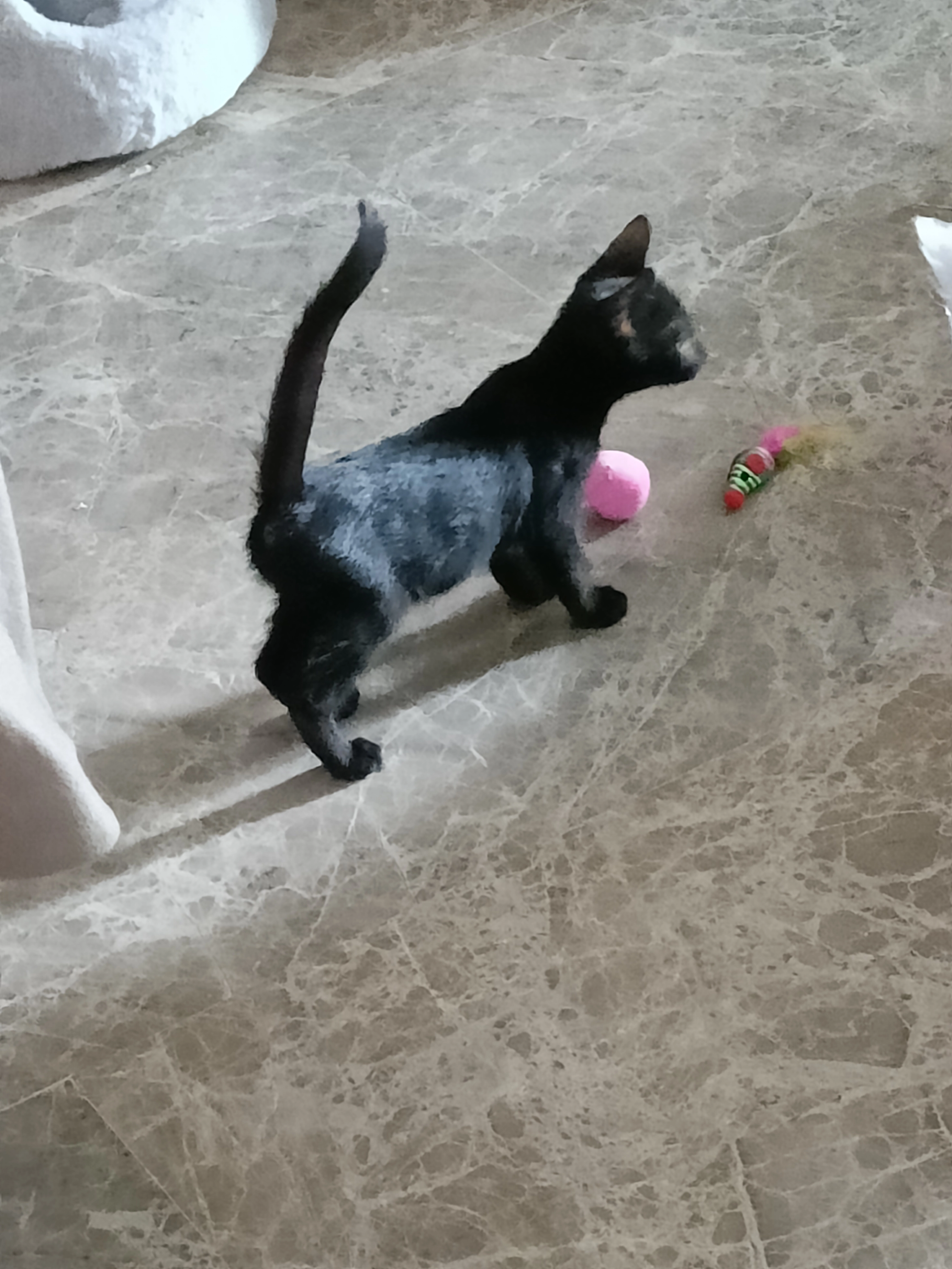 Regaliz - Avenida del Olmo, Toledo