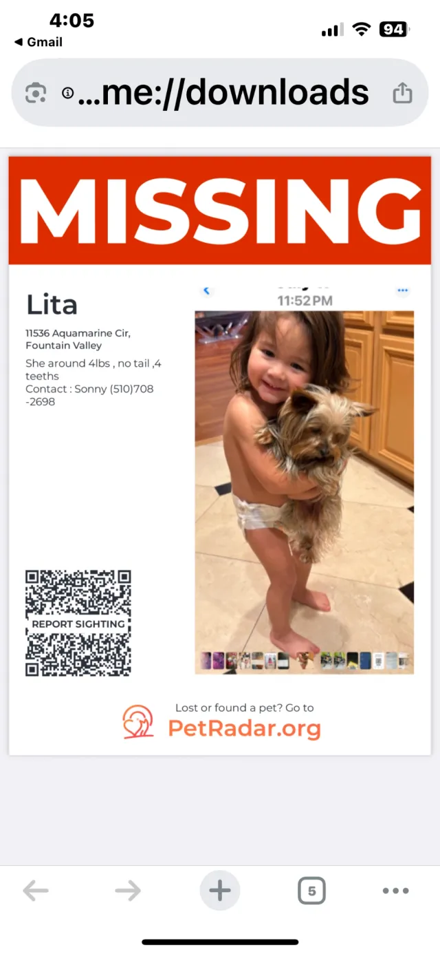 Yorkie , name is Lita - Newhope St, Fountain Valley