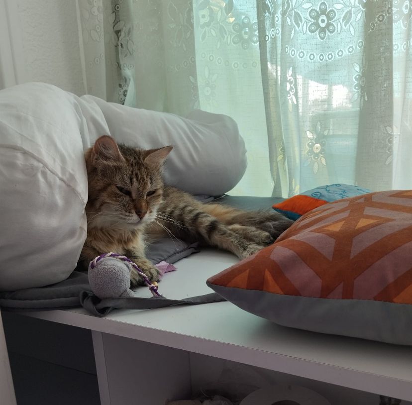 Pomponnette - Avenue du Tech, Argelès-sur-Mer