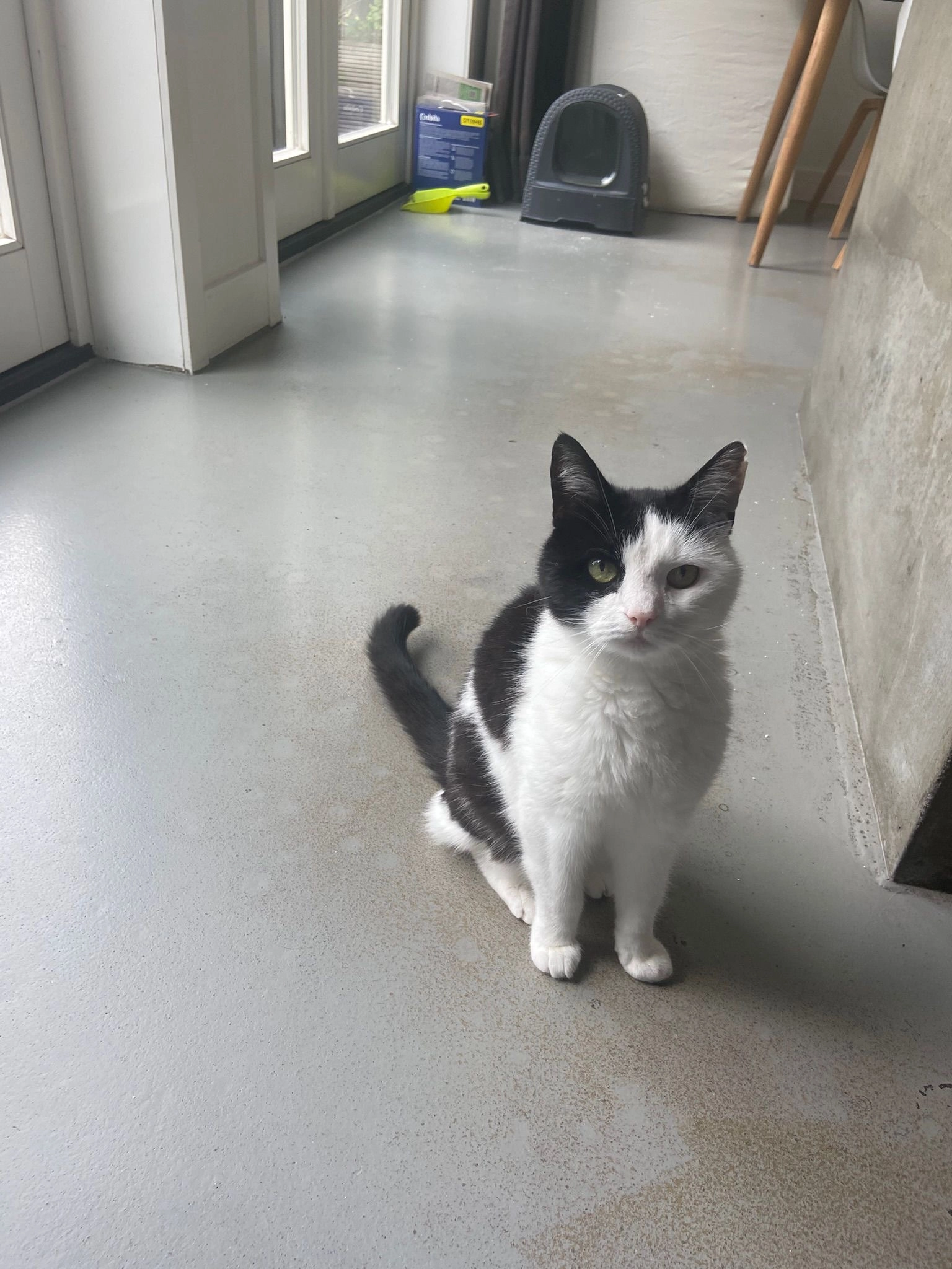 Spooky - J.H. Tromp Meestersstraat, Steenwijk