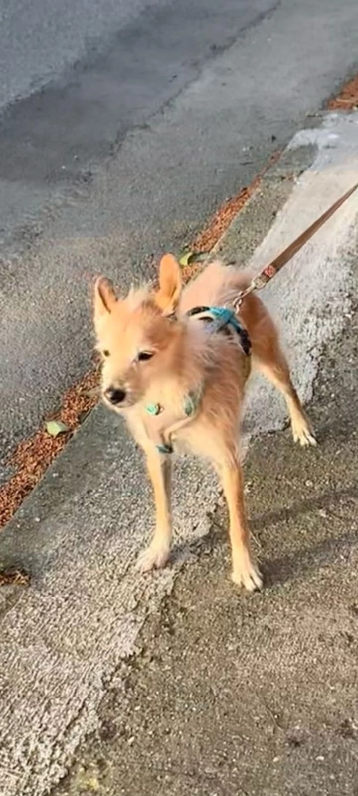 Roc - Carrer de les Savines, Cervera