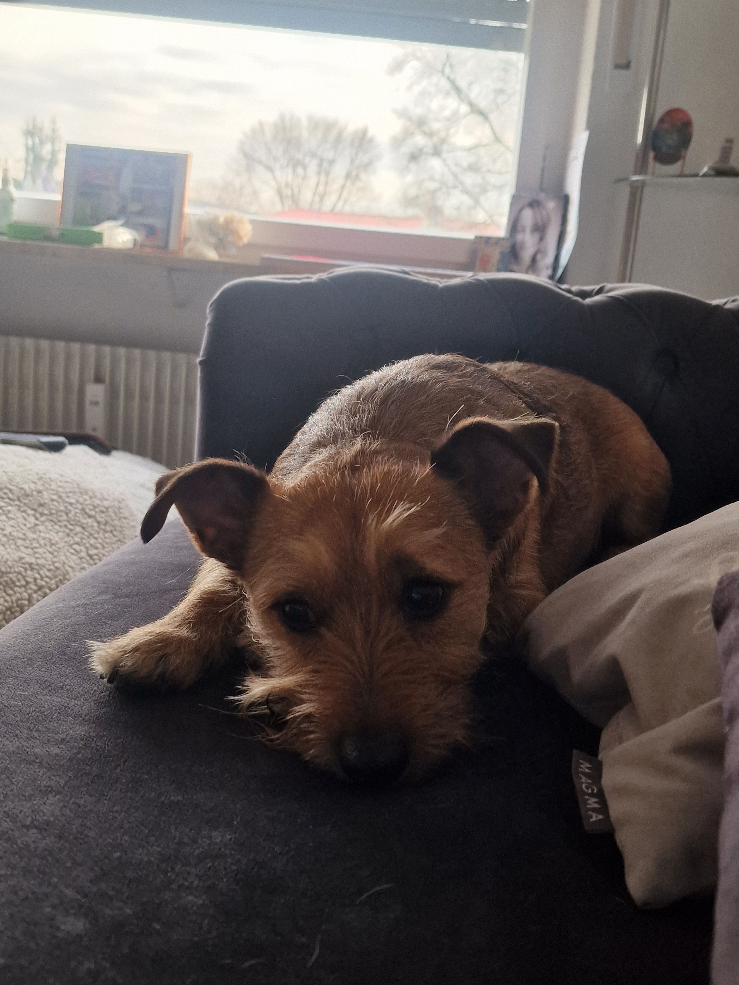 Milo  - Hornrain, Grenzach-Wyhlen