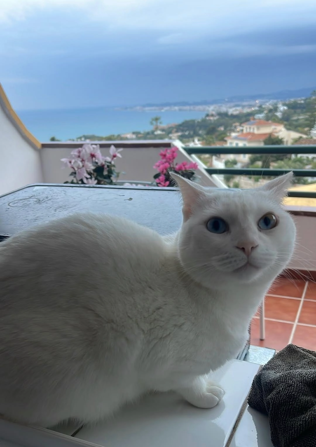 Cookie - Calle de Sierra Bermeja 25, Benalmádena