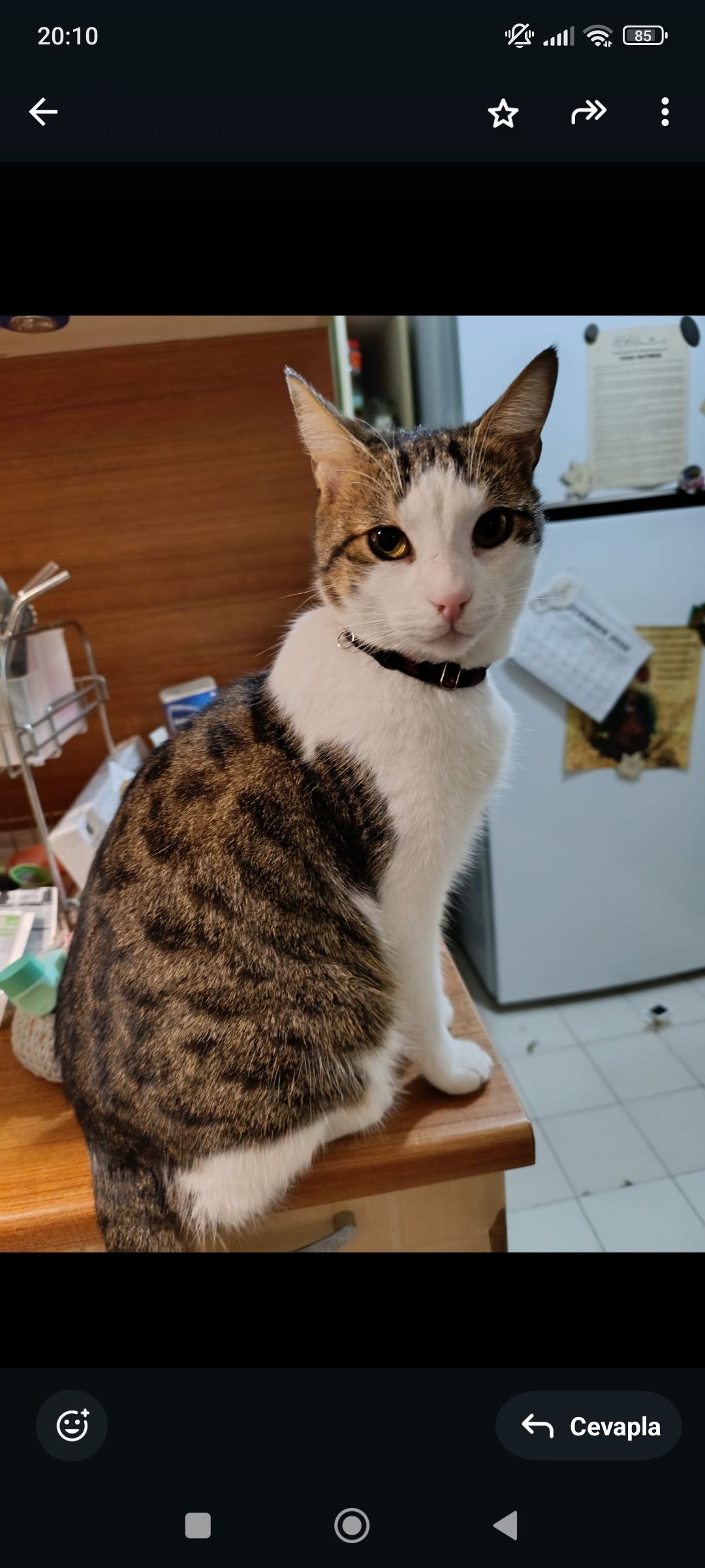 Charlie - Bosna Bulvarı, Mehmet Akif Ersoy