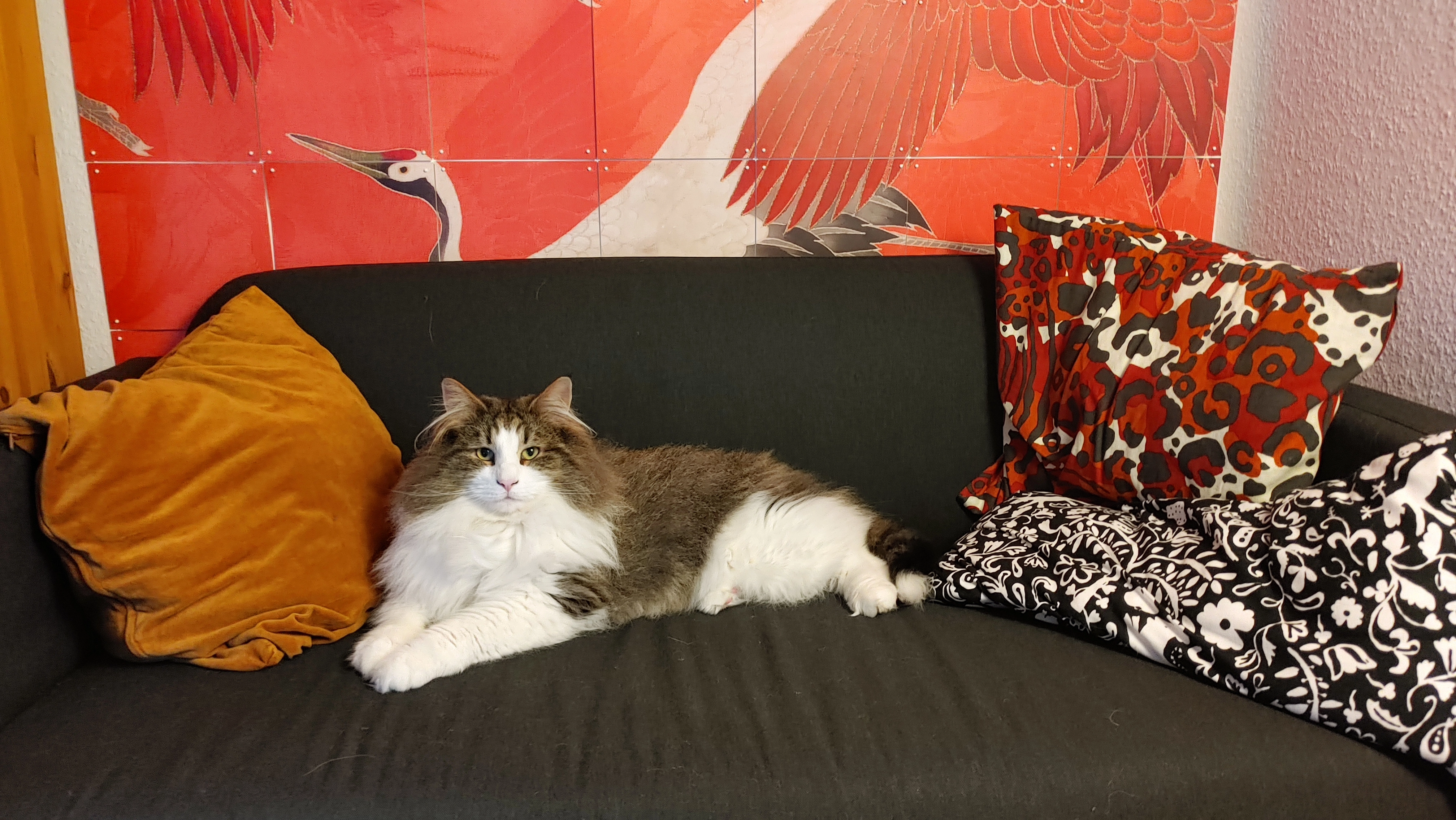 Mufasa - Muffi gerufen  - Thorstraße, Varel