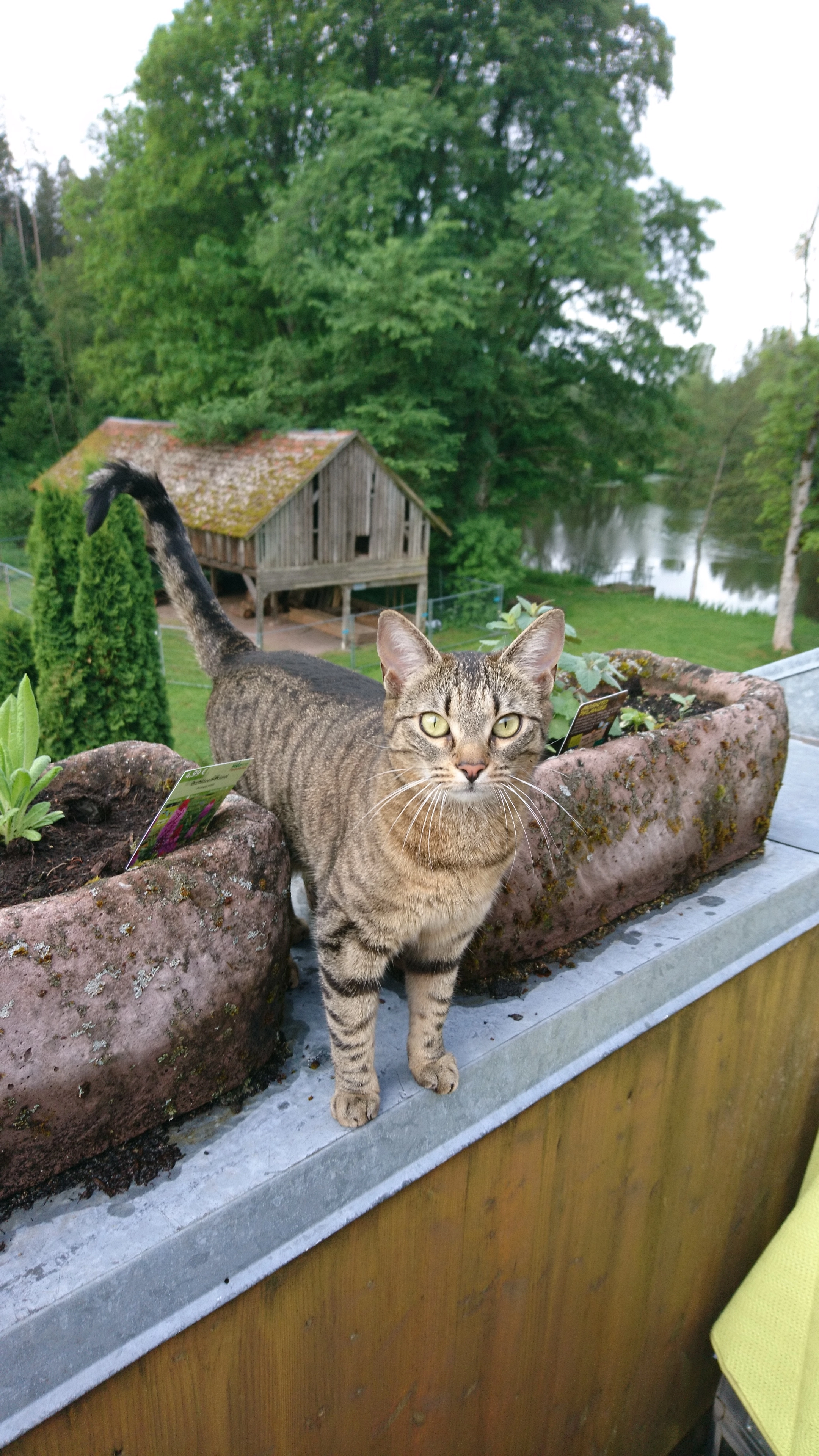 Lilli - Weiherstraße, Königsfeld im Schwarzwald