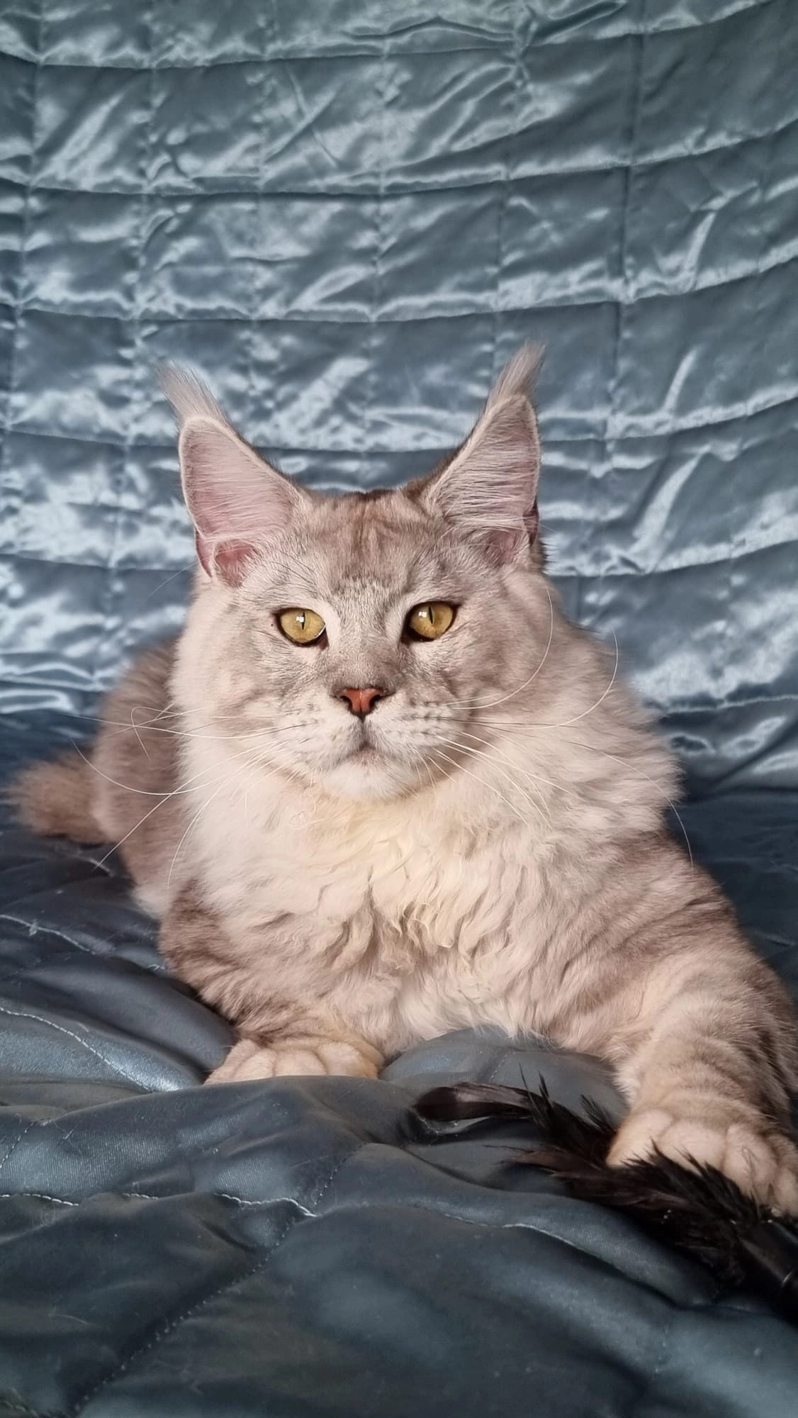 Marcus - HU8 7, Hull