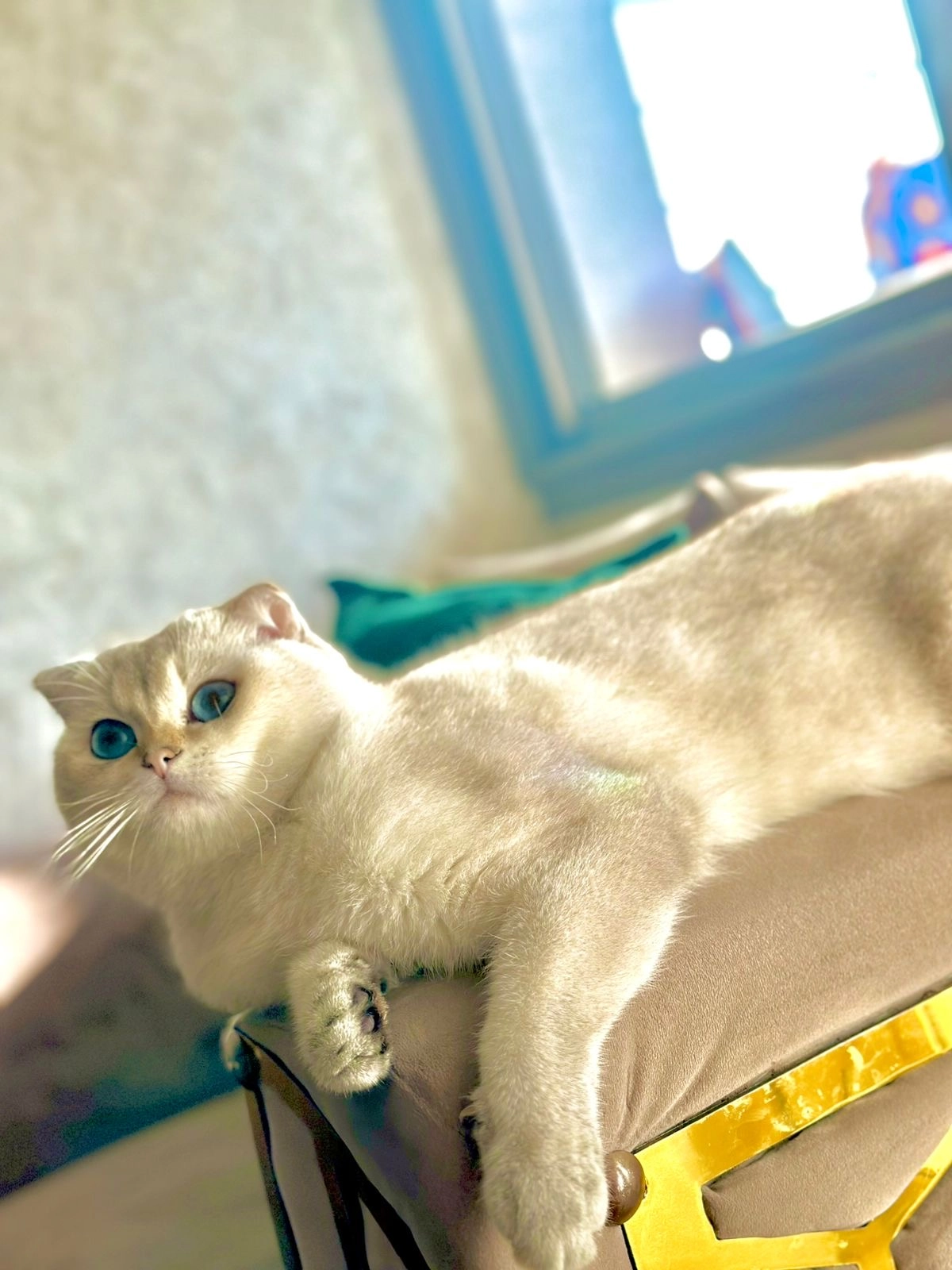 Maysse - Dar Bouazza, Casablanca