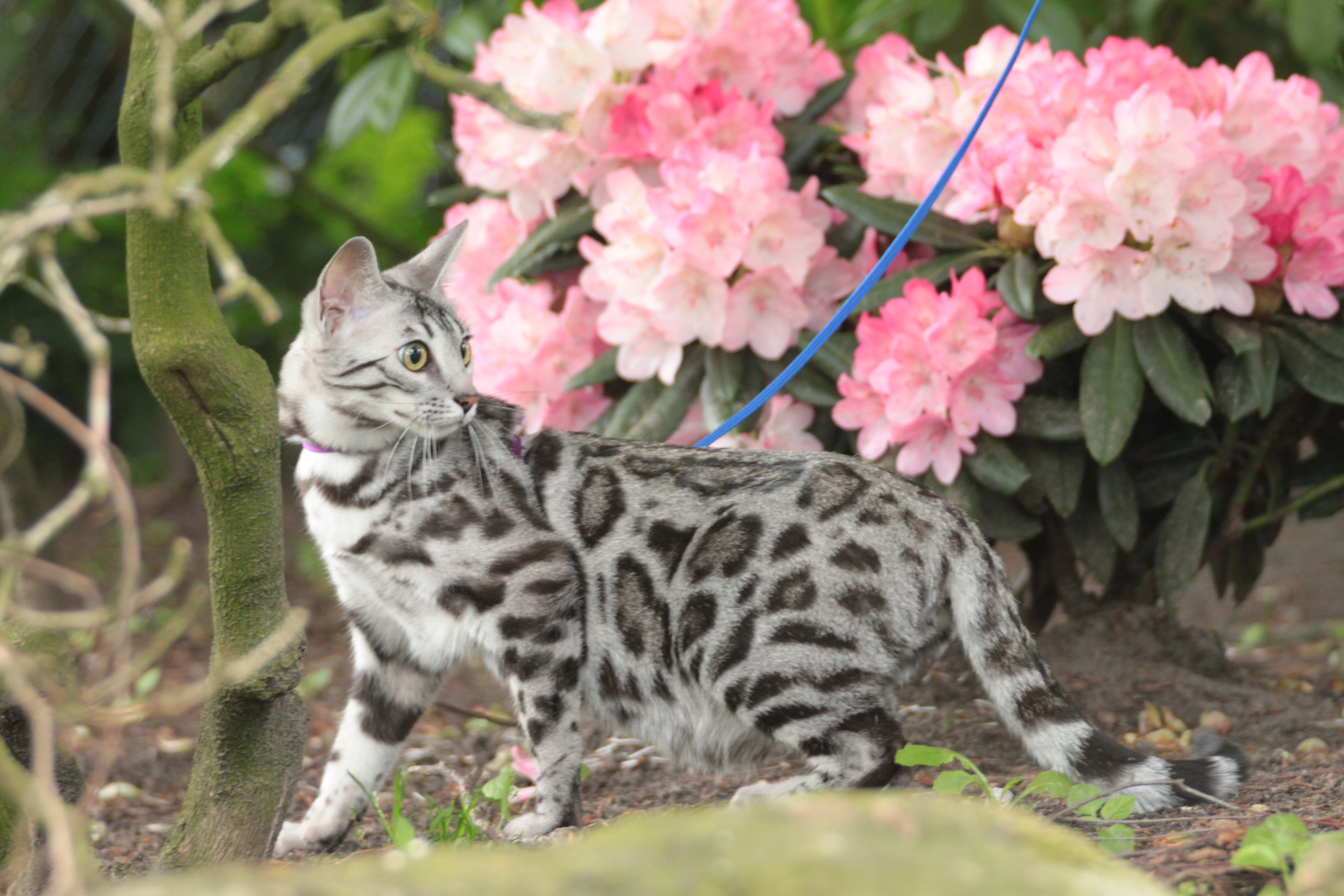 Bijou - Leuskesweg, Heek