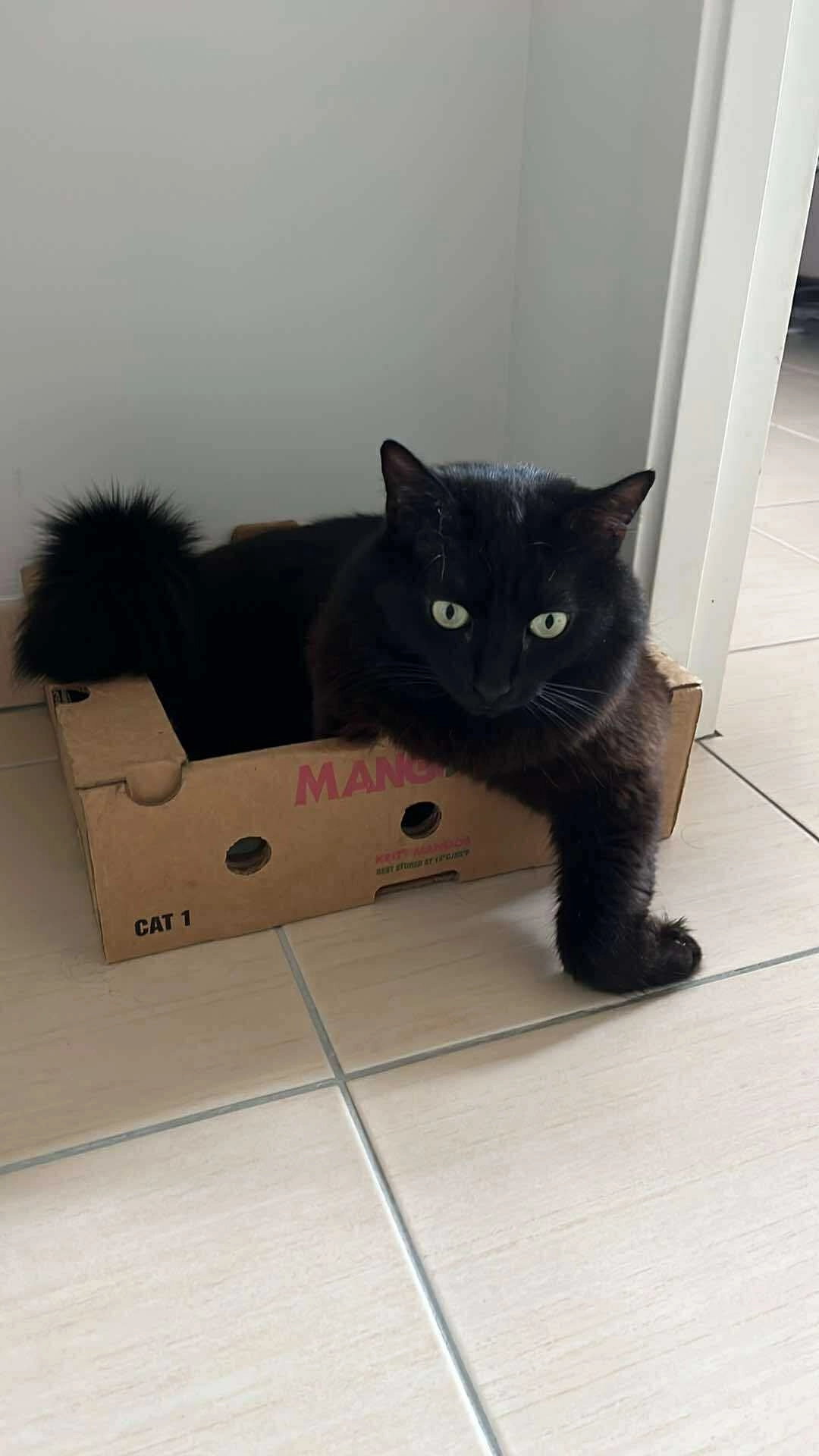 Baloo - 7 Avenue du Roc, Pornichet